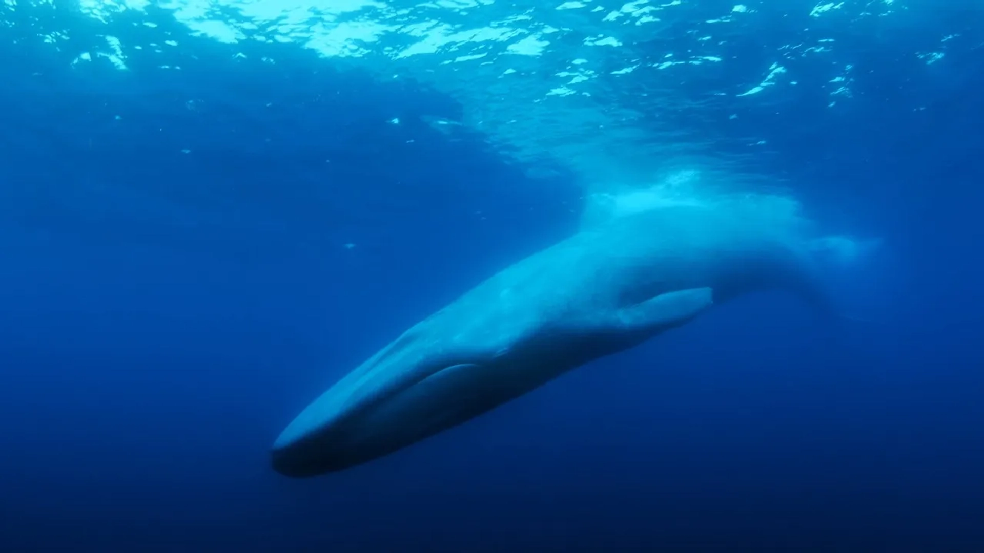 فیلم تنهاترین نهنگ: در جستجوی نهنگ 52 (The Loneliest Whale: The Search for 52)