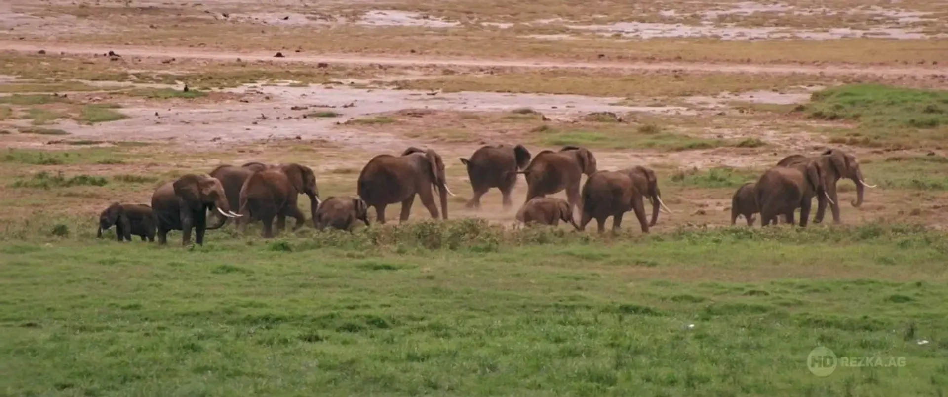 مستند بازی عاج (The Ivory Game 2016)