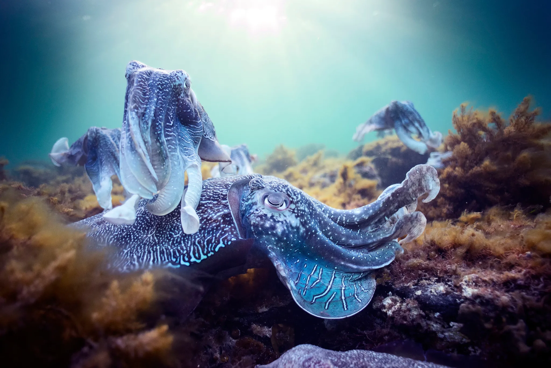 مستند سیاره آبی 2 (Blue Planet II 2017)