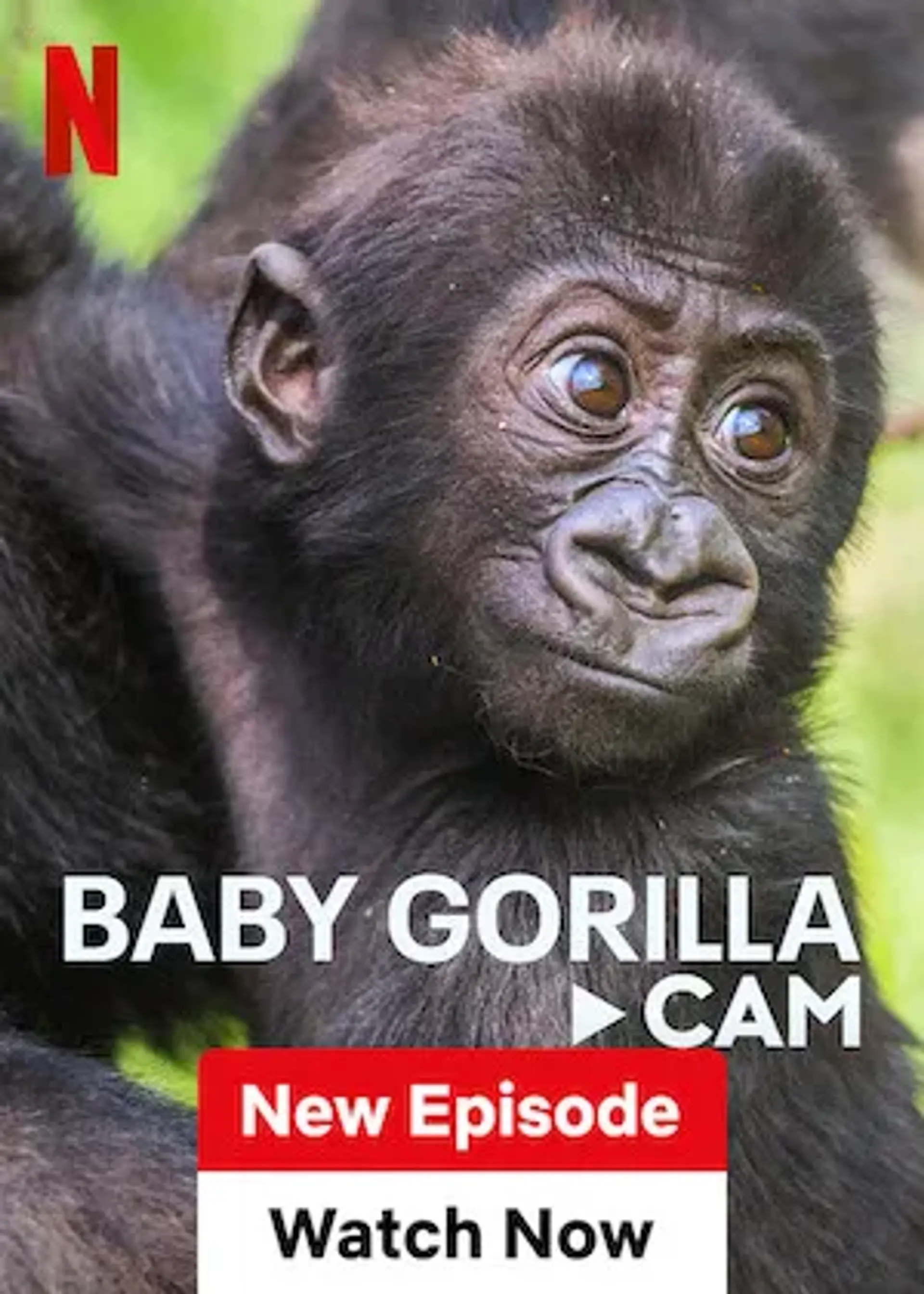 دانلود مستند نگاهی به بچه گوریل (Baby Gorilla Cam 2023)