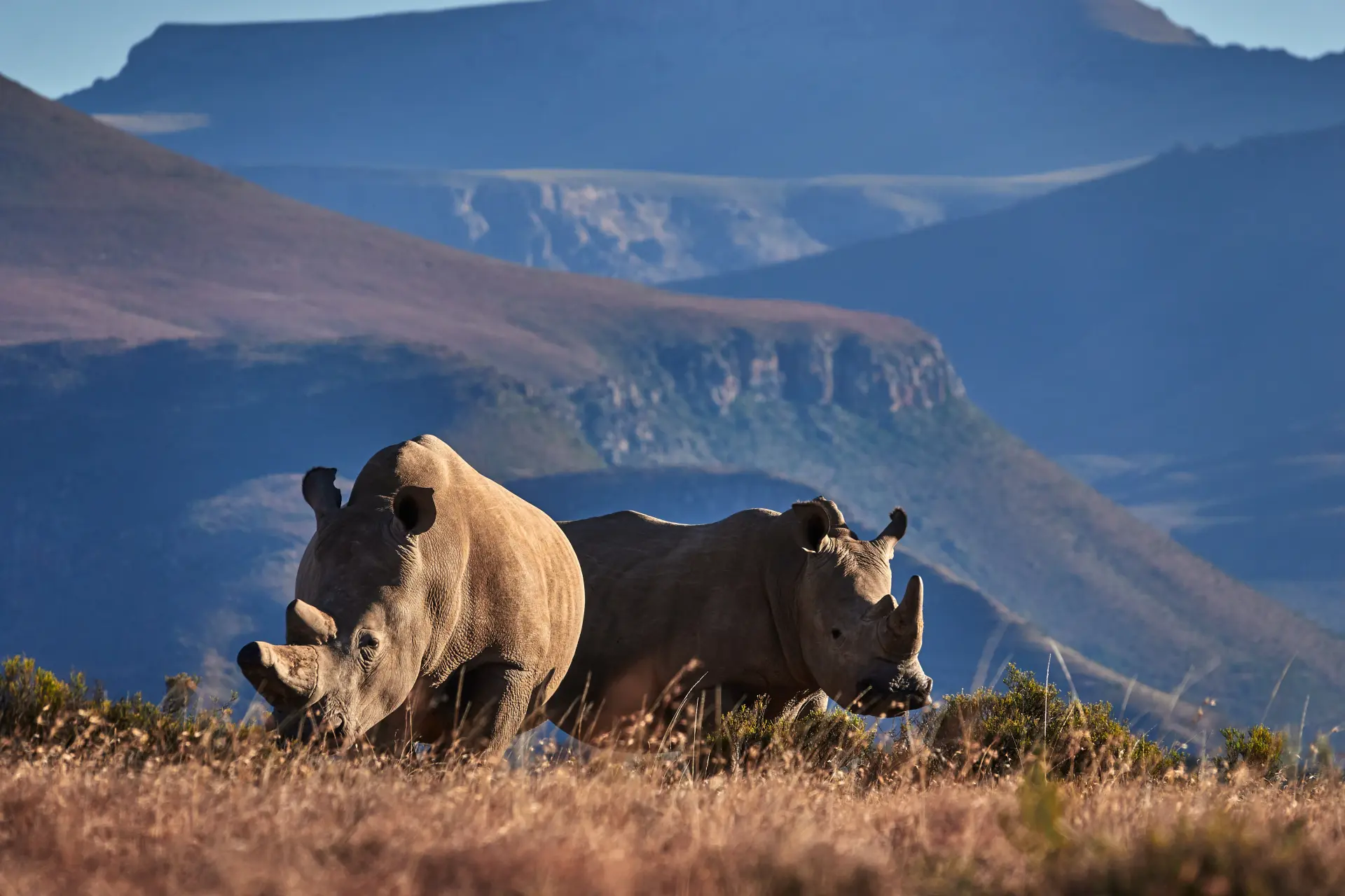 دانلود مستند نجات حیات وحش (Saving the Wild 2021)