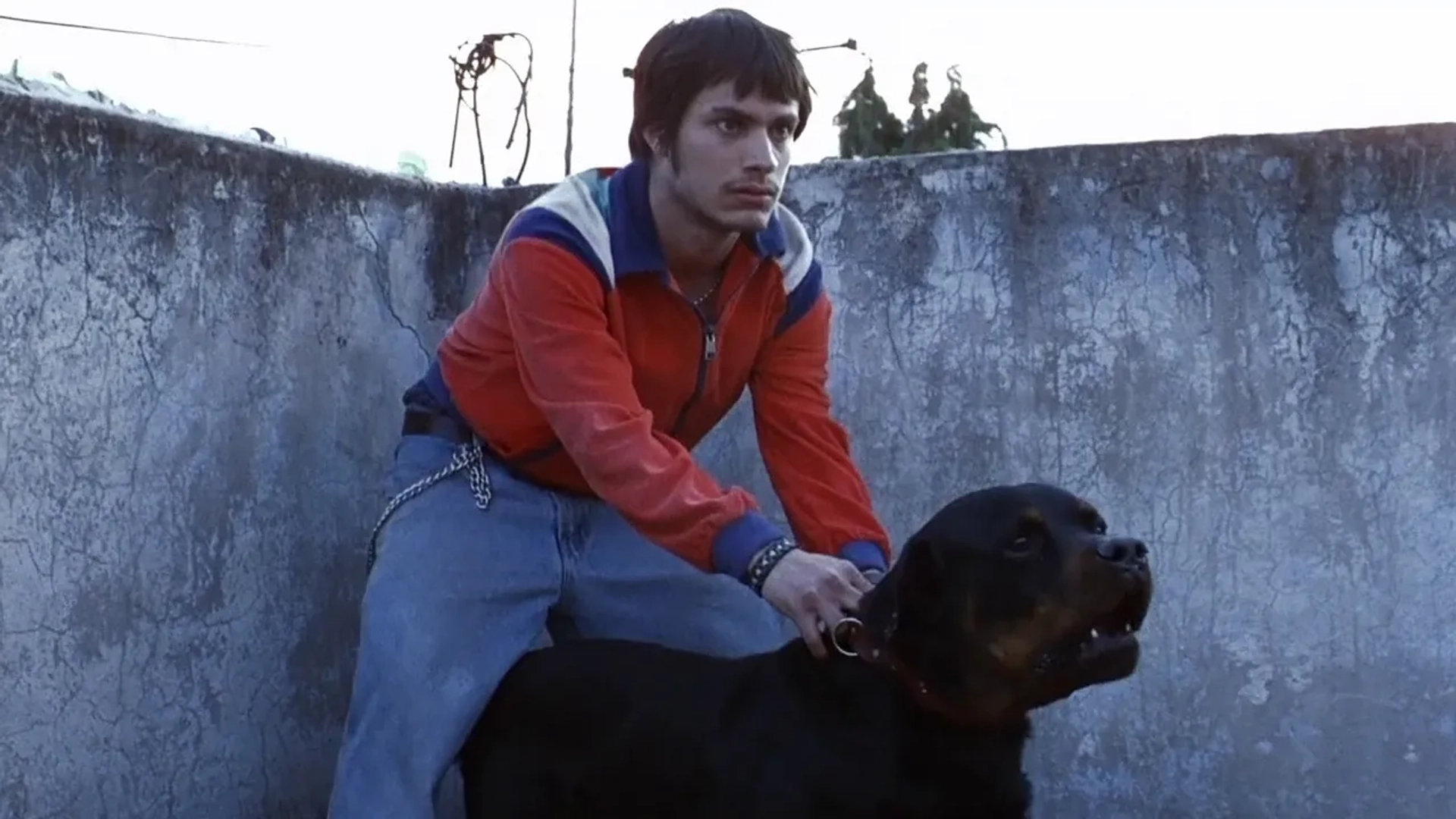 Gael García Bernal in Amores Perros (2000)