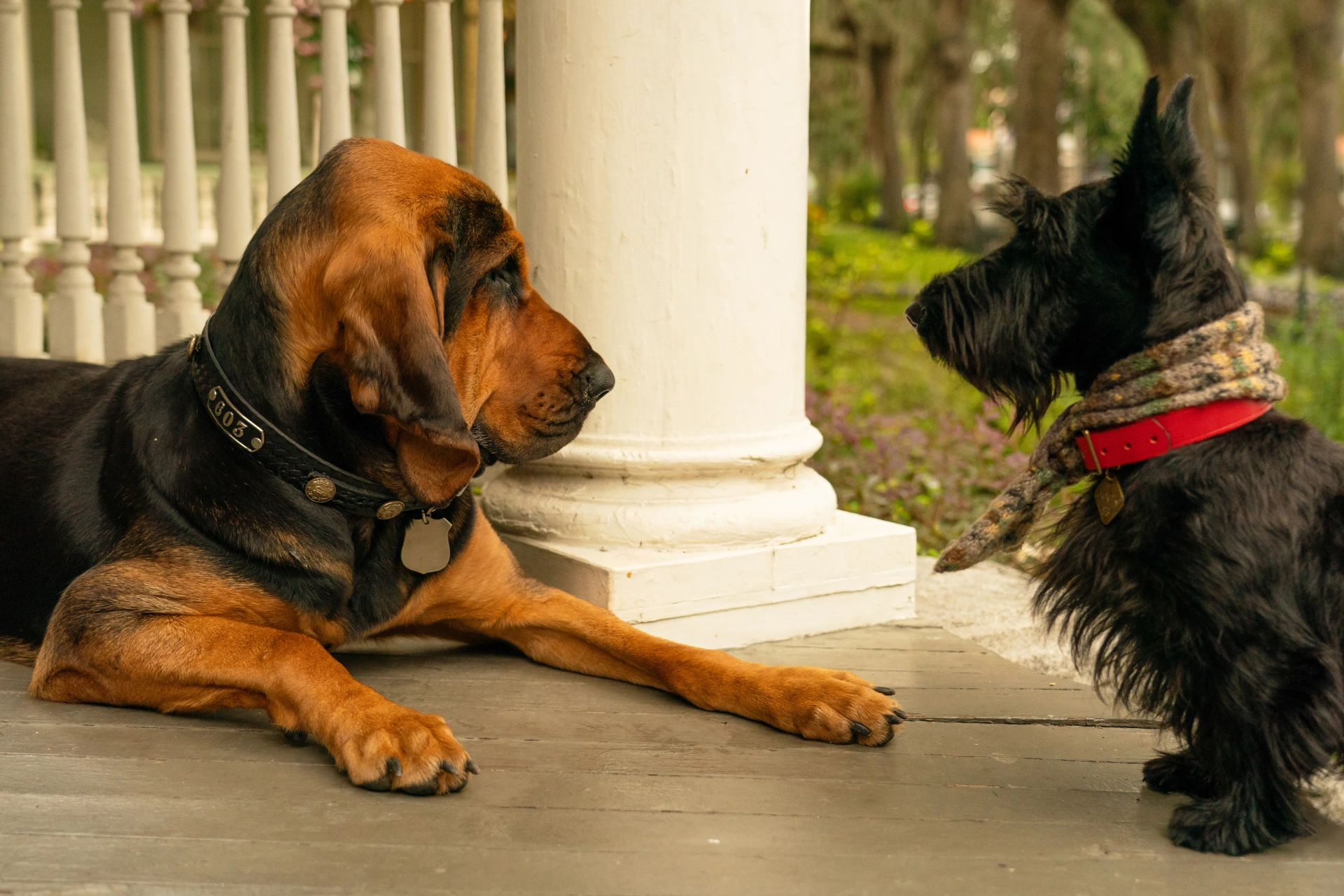 Sam Elliott and Ashley Jensen in Lady and the Tramp (2019)