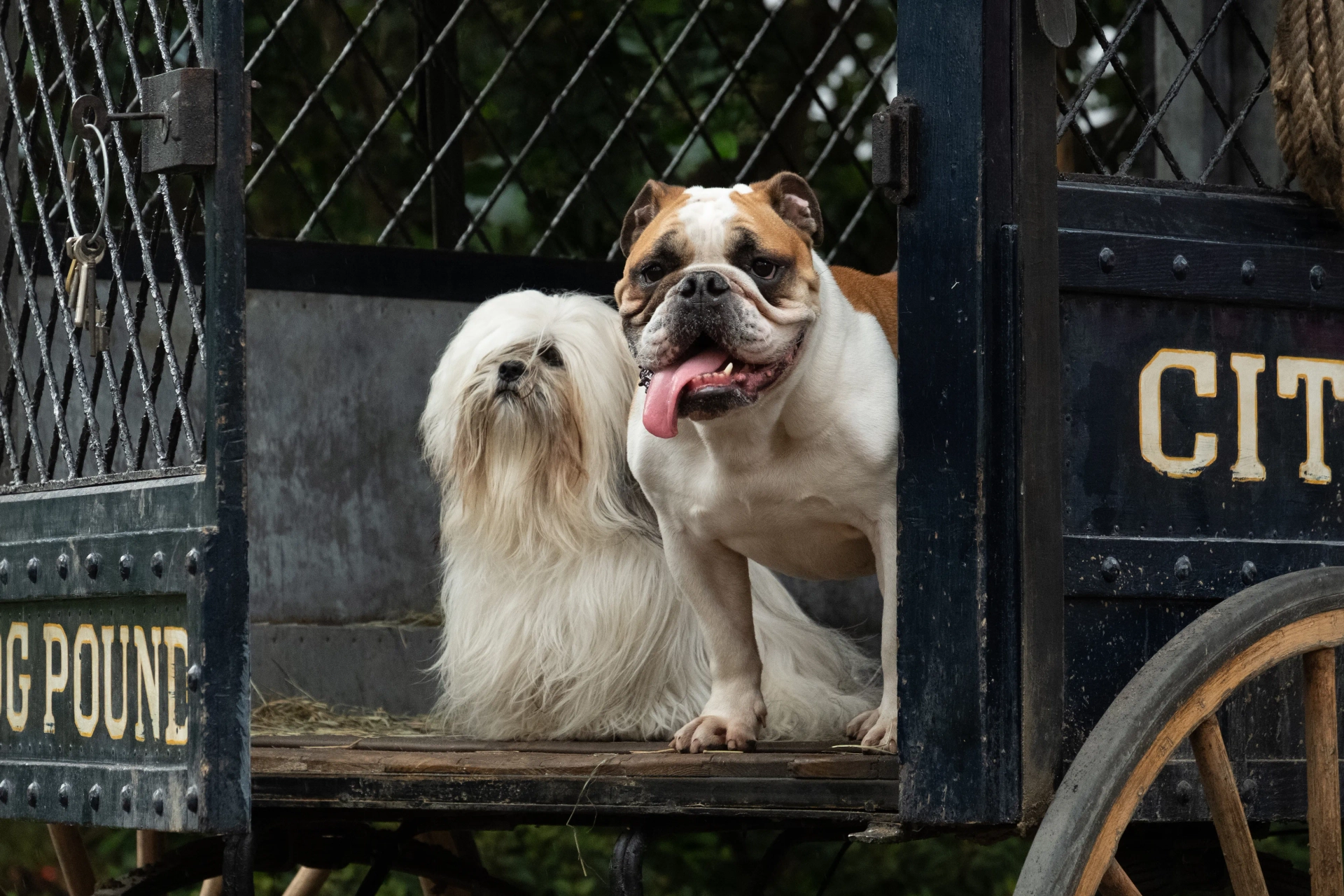 Benedict Wong and Janelle Monáe in Lady and the Tramp (2019)