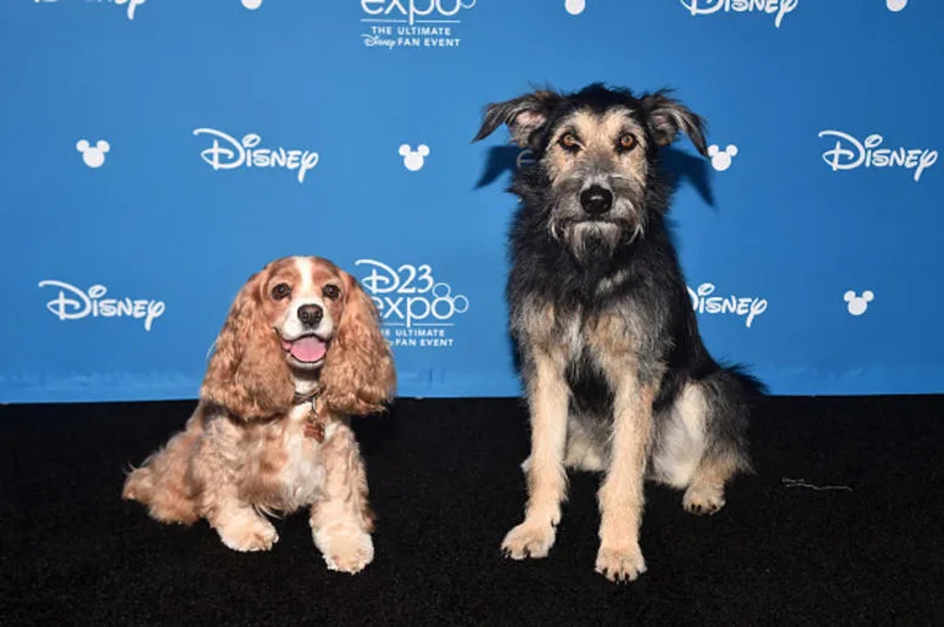 Rose and Monte at an event for Lady and the Tramp (2019)