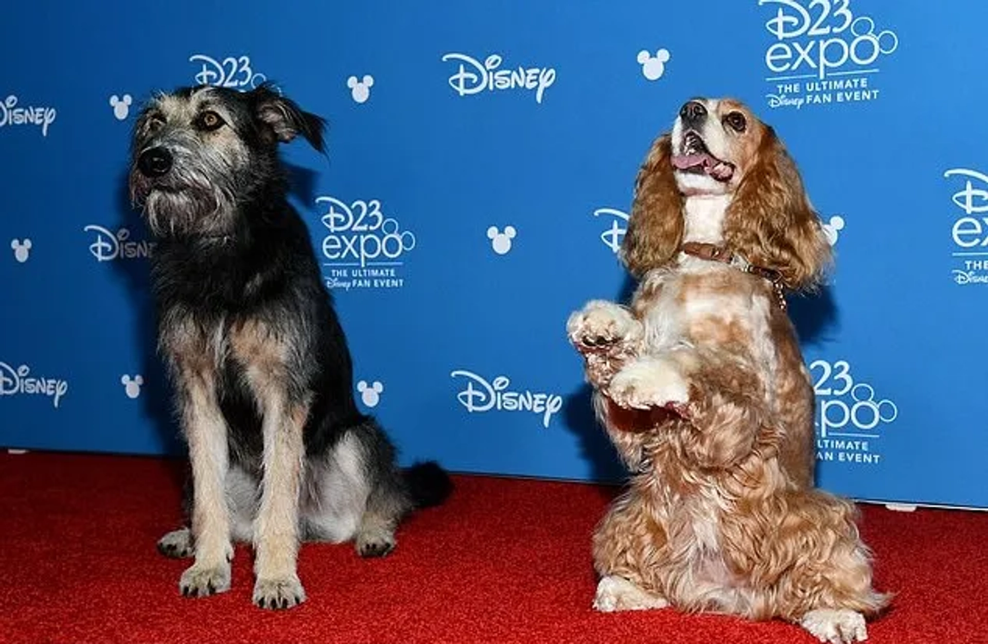 Rose and Monte at an event for Lady and the Tramp (2019)