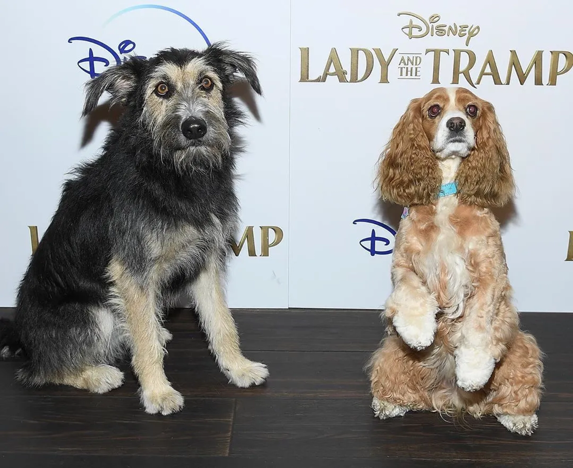 Rose and Monte at an event for Lady and the Tramp (2019)