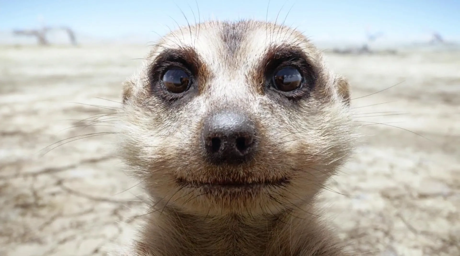 Billy Eichner in The Lion King (2019)