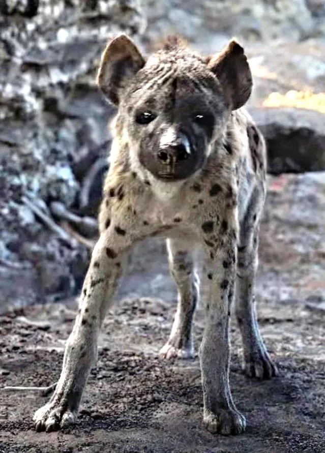 Keegan-Michael Key in The Lion King (2019)