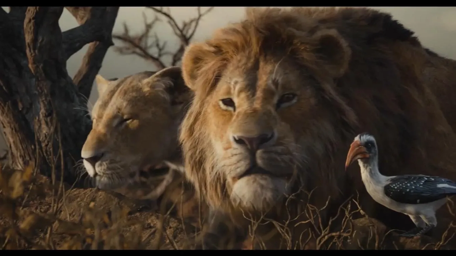 Beyoncé, John Oliver, and Donald Glover in The Lion King (2019)