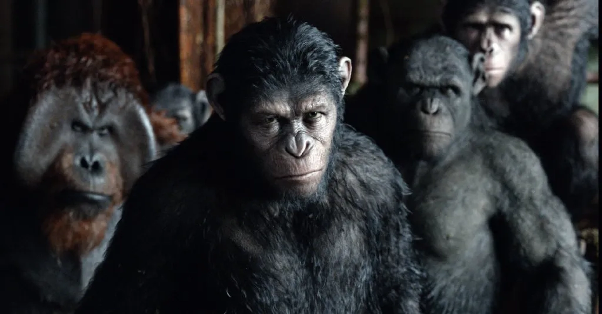 Karin Konoval, Andy Serkis, Terry Notary, and Nick Thurston in Dawn of the Planet of the Apes (2014)