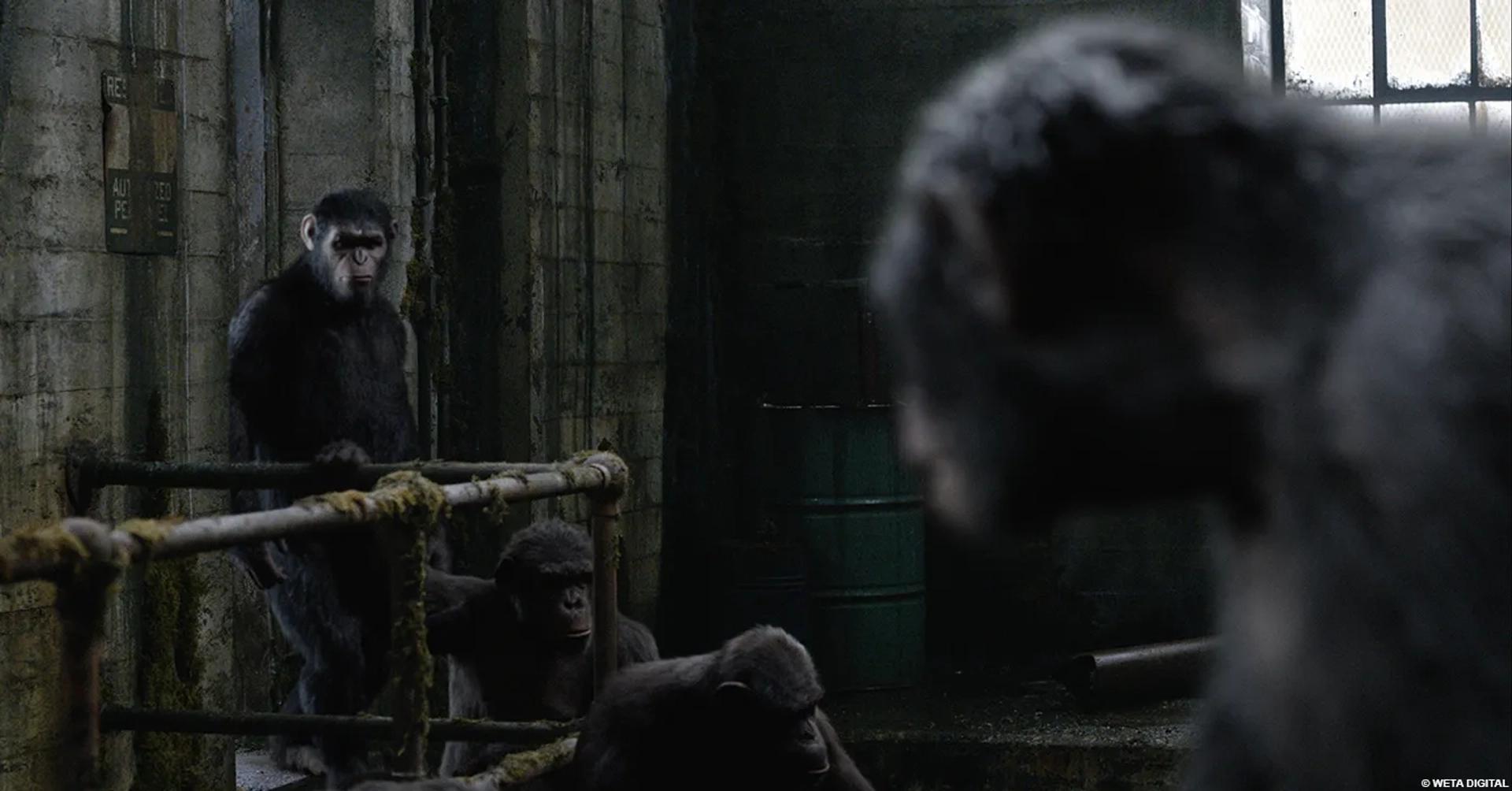 Andy Serkis and Toby Kebbell in Dawn of the Planet of the Apes (2014)