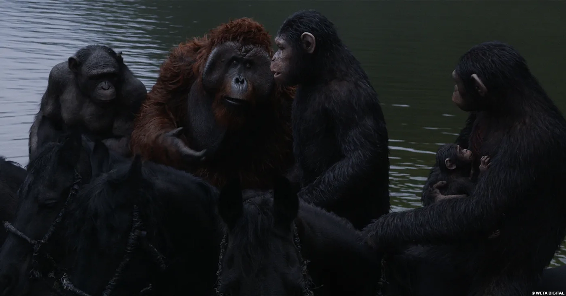 Karin Konoval, Andy Serkis, Terry Notary, and Nick Thurston in Dawn of the Planet of the Apes (2014)