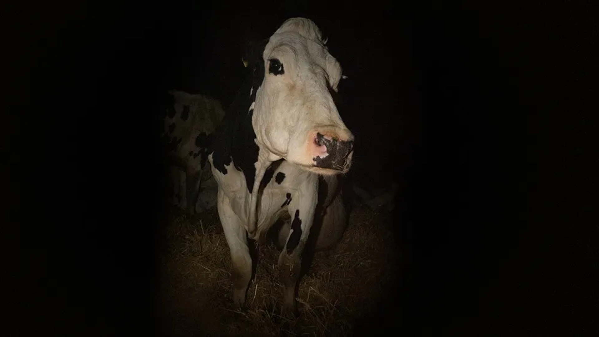 مستند گاو (Cow 2021)