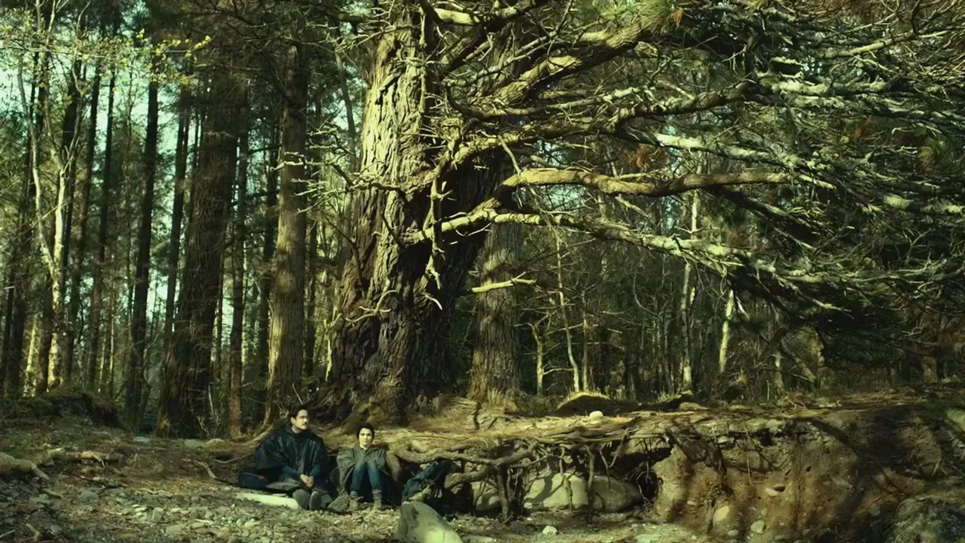 Rachel Weisz and Colin Farrell in The Lobster (2015)