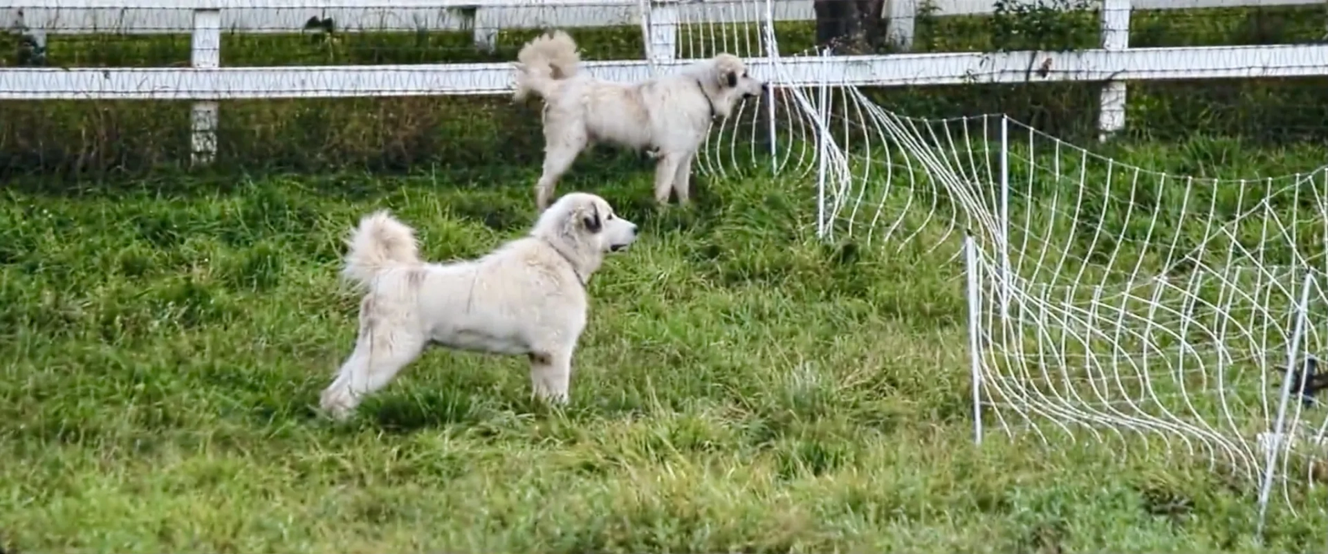 Caya and Rosie in The Biggest Little Farm (2018)