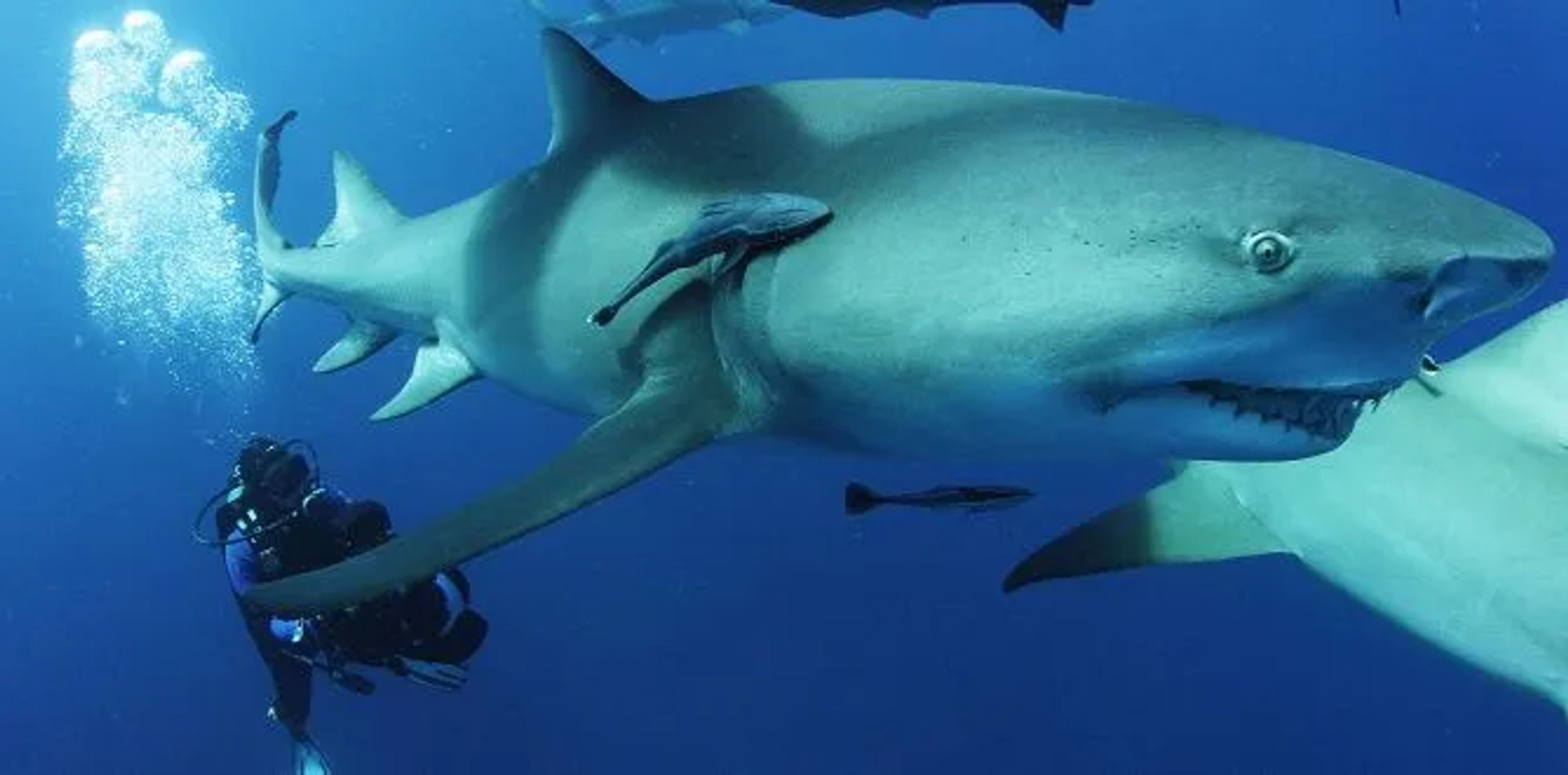 مستند انقراض آب کوسه (Sharkwater Extinction 2018)