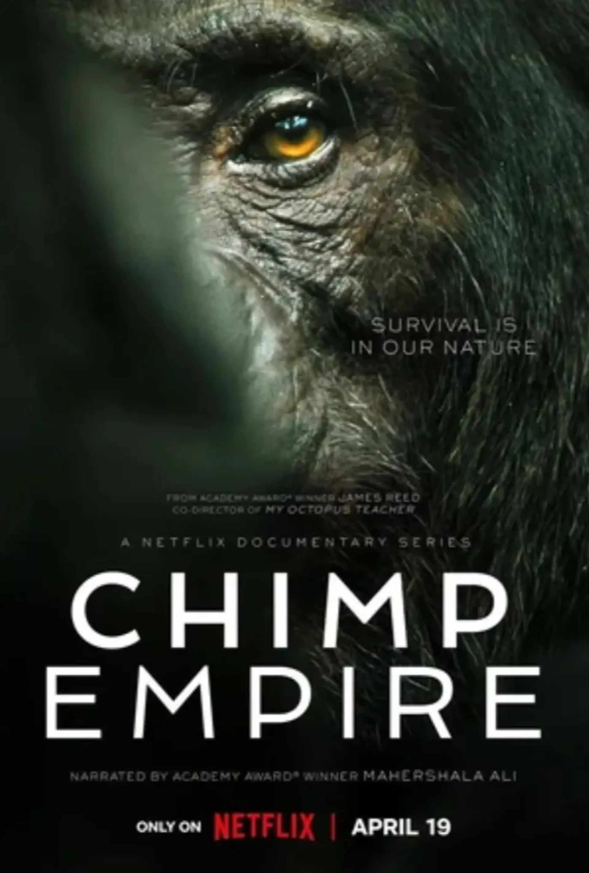 مستند امپراتوری شامپانزه ها (Chimp Empire 2023)