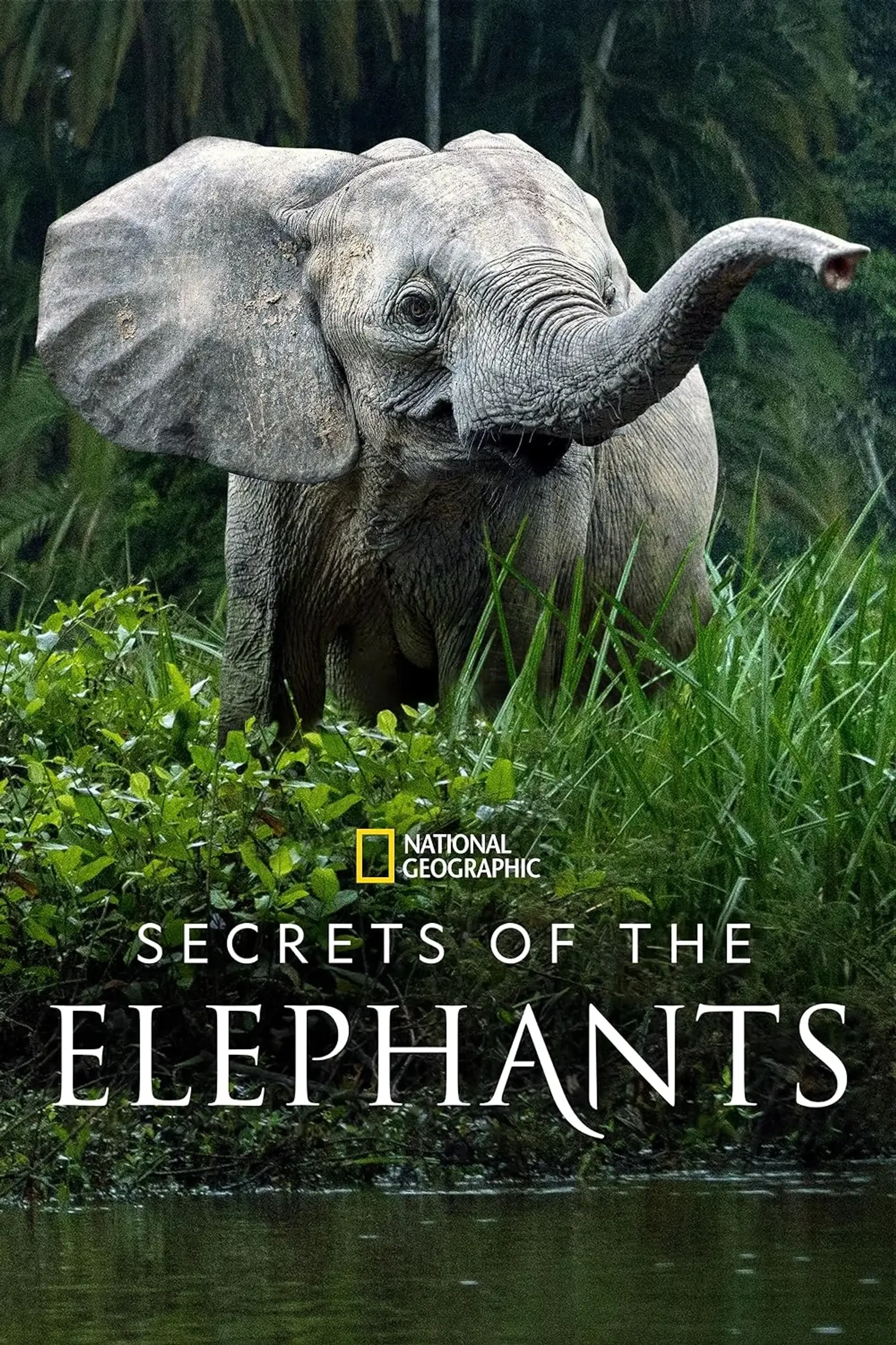 مستند اسرار فیل ها (Secrets of the Elephants 2023)