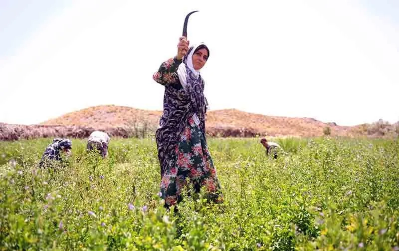 Merila Zare'i in Track 143 (2014)