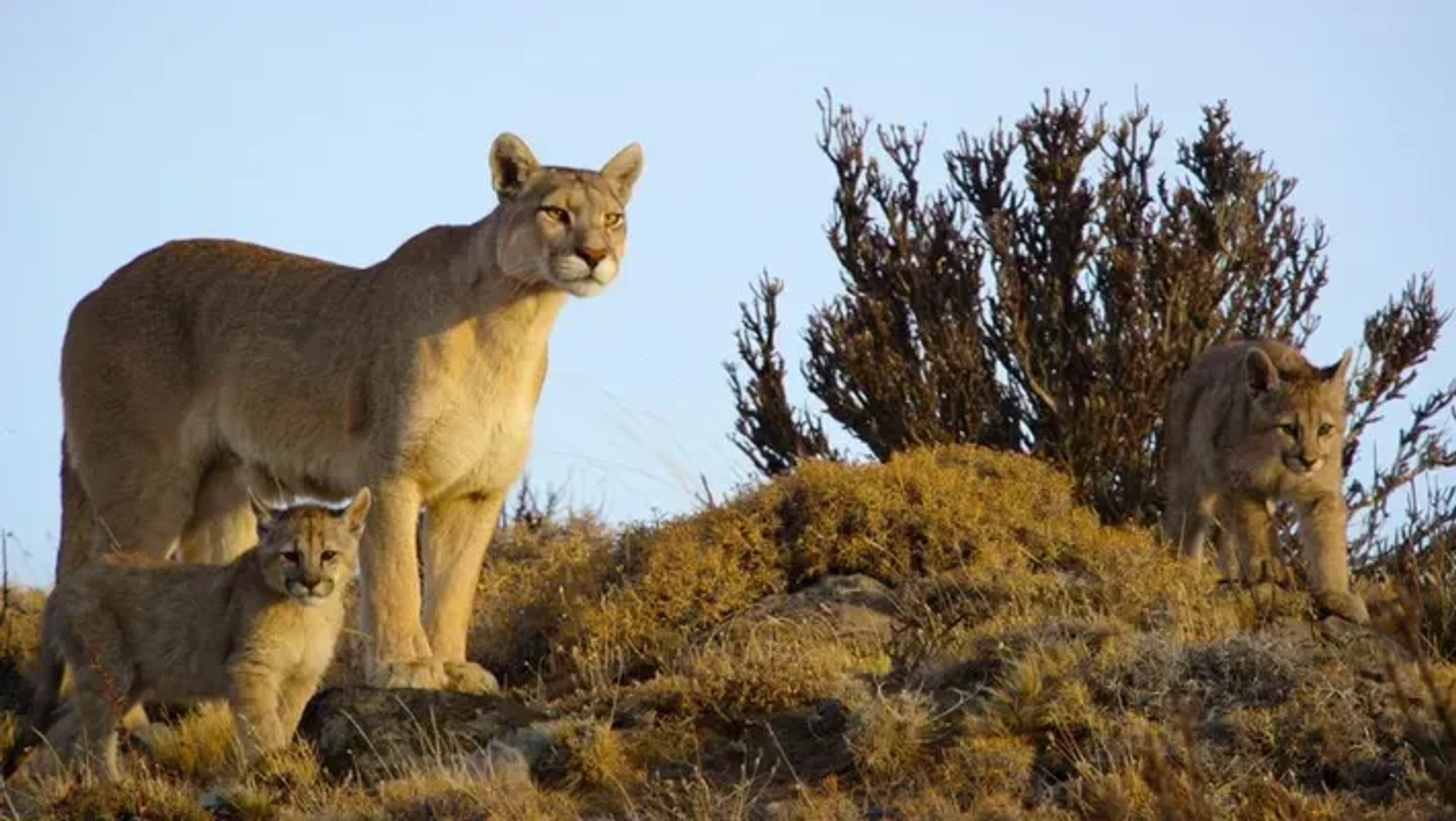مستند پارک های ملی بزرگ ما (Our Great National Parks 2022)