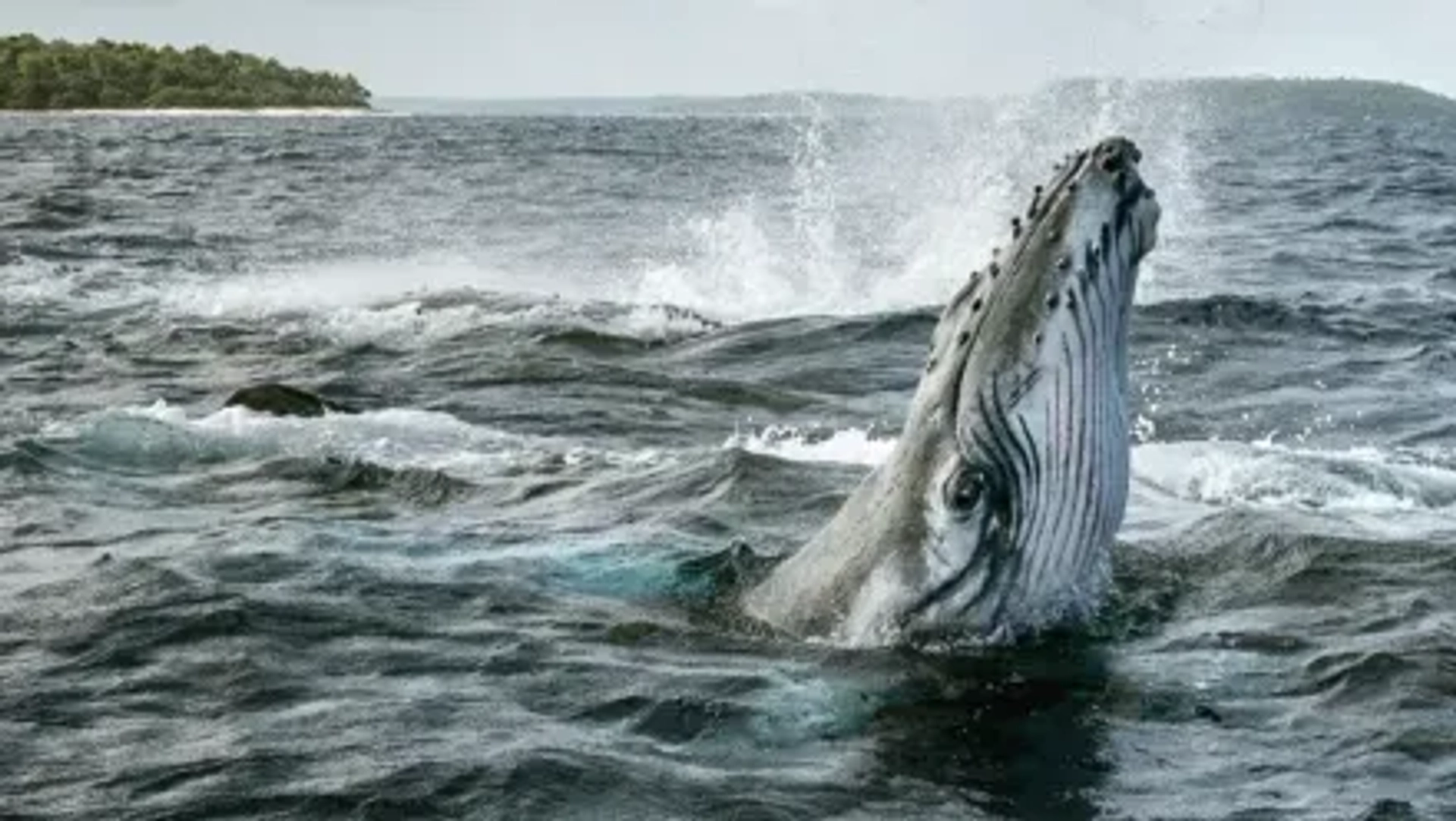 مستند اسرار نهنگ ها (Secrets of the Whales 2021)