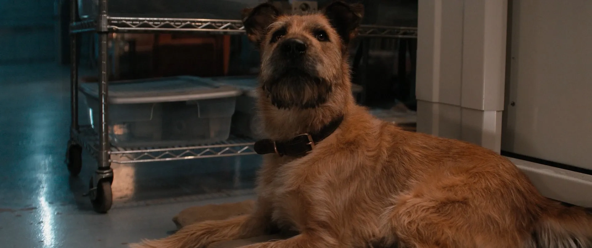 Seamus in Finch (2021)