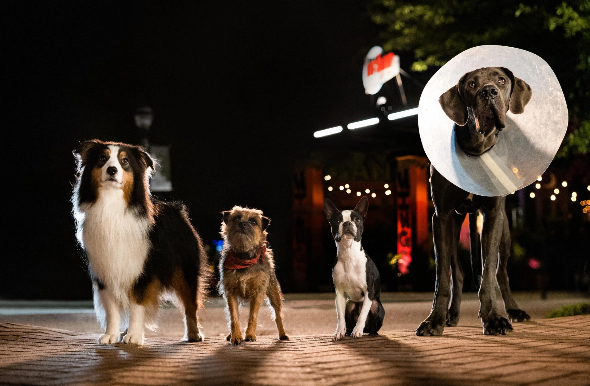 Will Ferrell, Jamie Foxx, Isla Fisher, and Randall Park in Strays (2023)