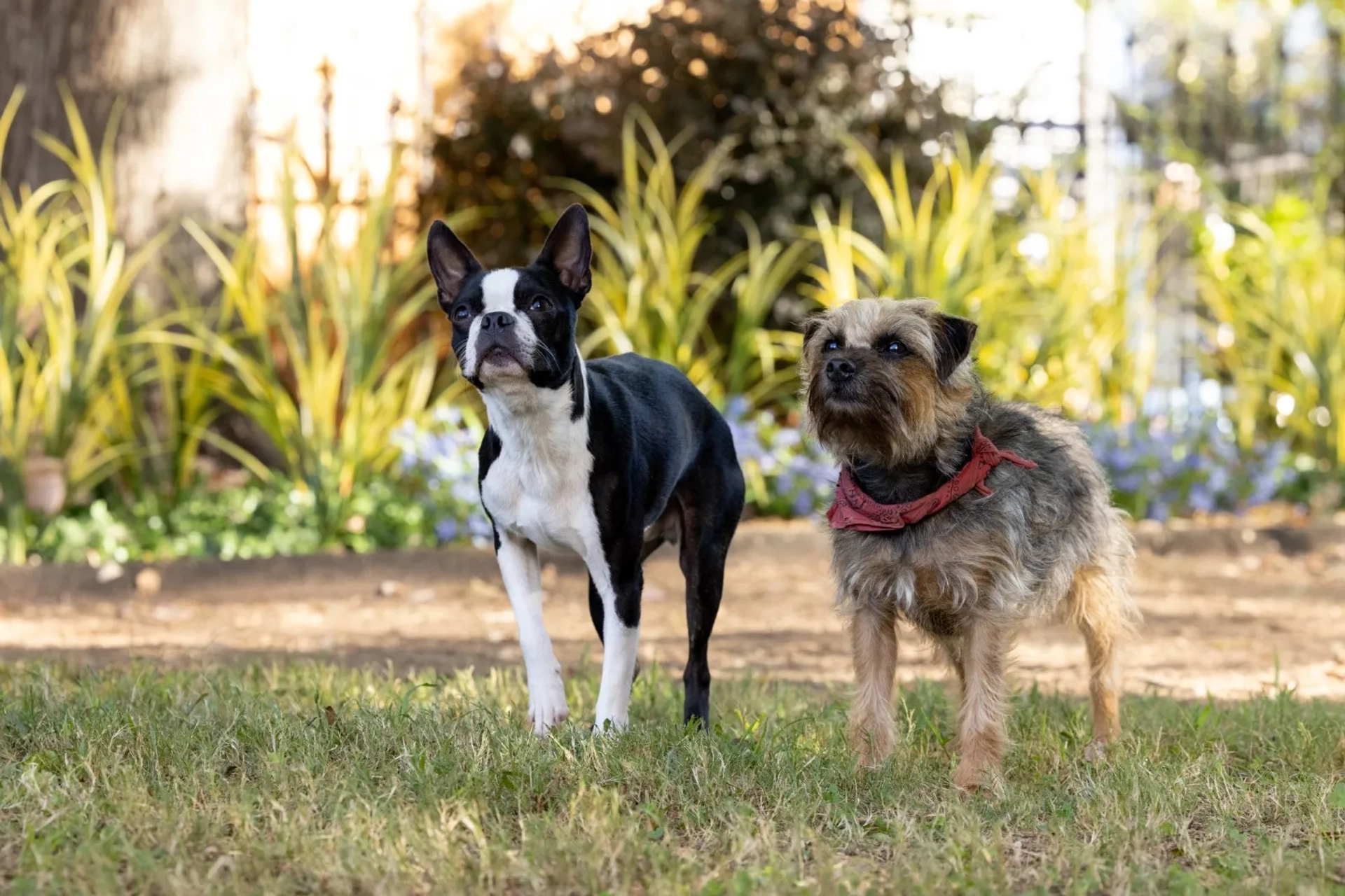 Will Ferrell and Jamie Foxx in Strays (2023)