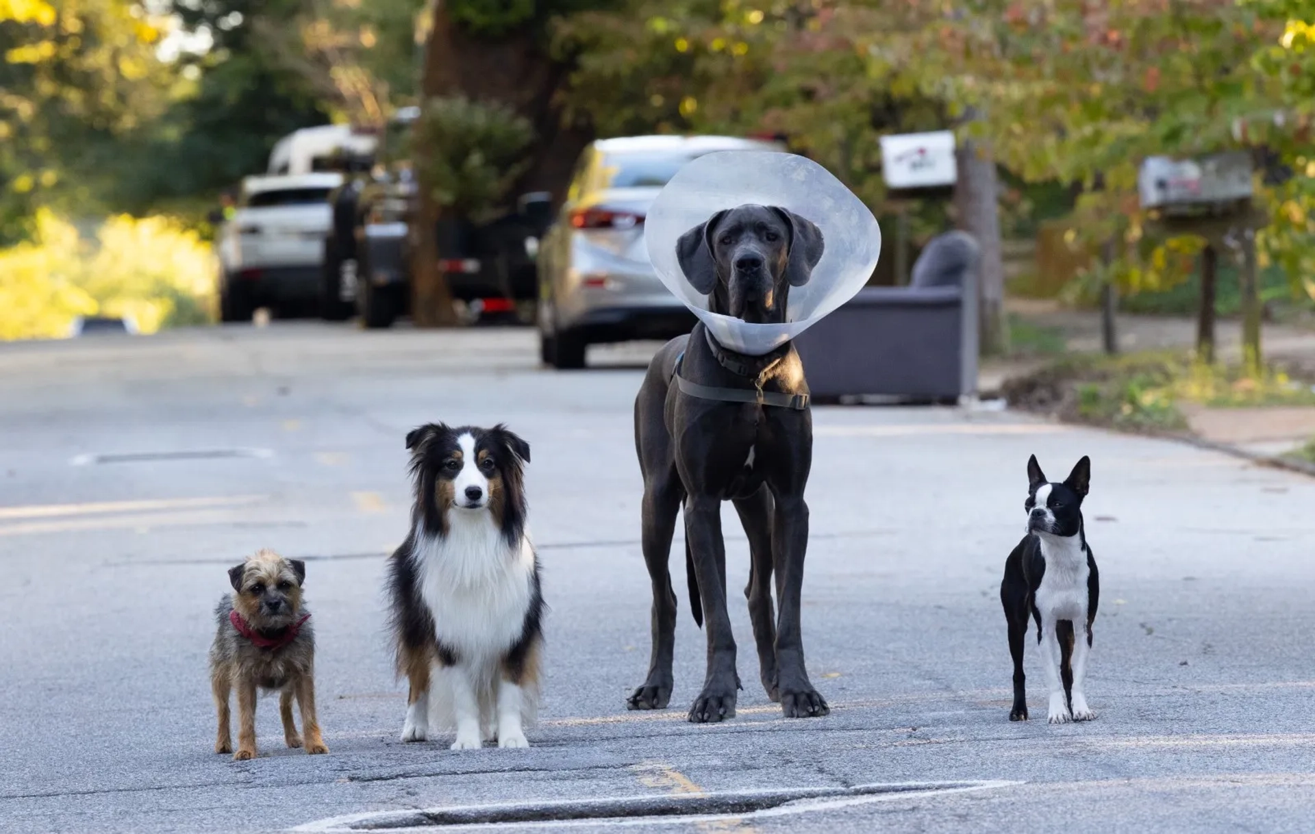 Will Ferrell, Jamie Foxx, Isla Fisher, and Randall Park in Strays (2023)