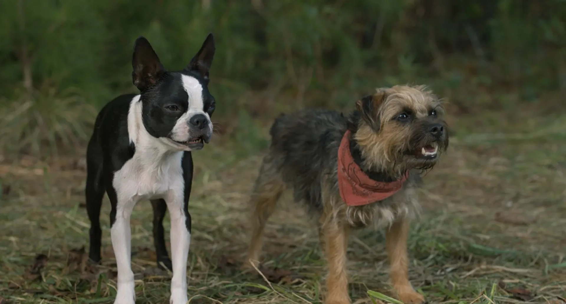 Will Ferrell and Jamie Foxx in Strays (2023)