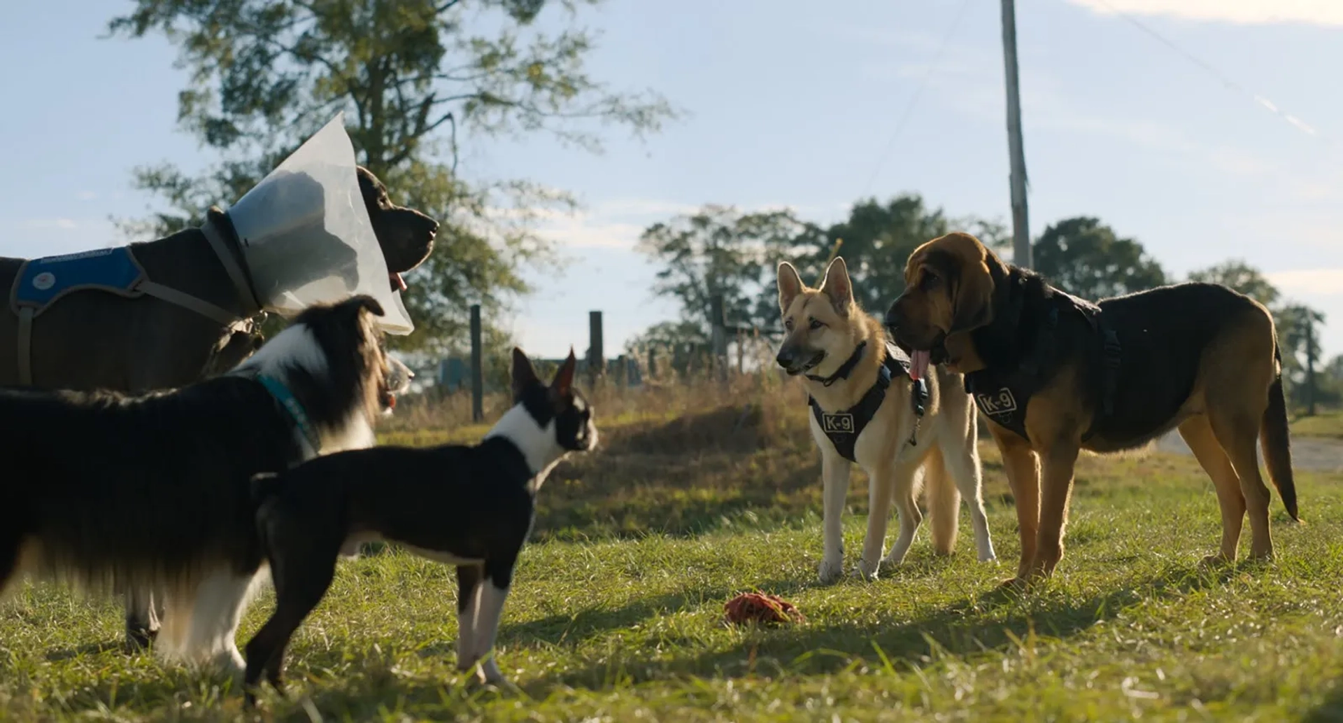 Jamie Foxx, Isla Fisher, and Randall Park in Strays (2023)