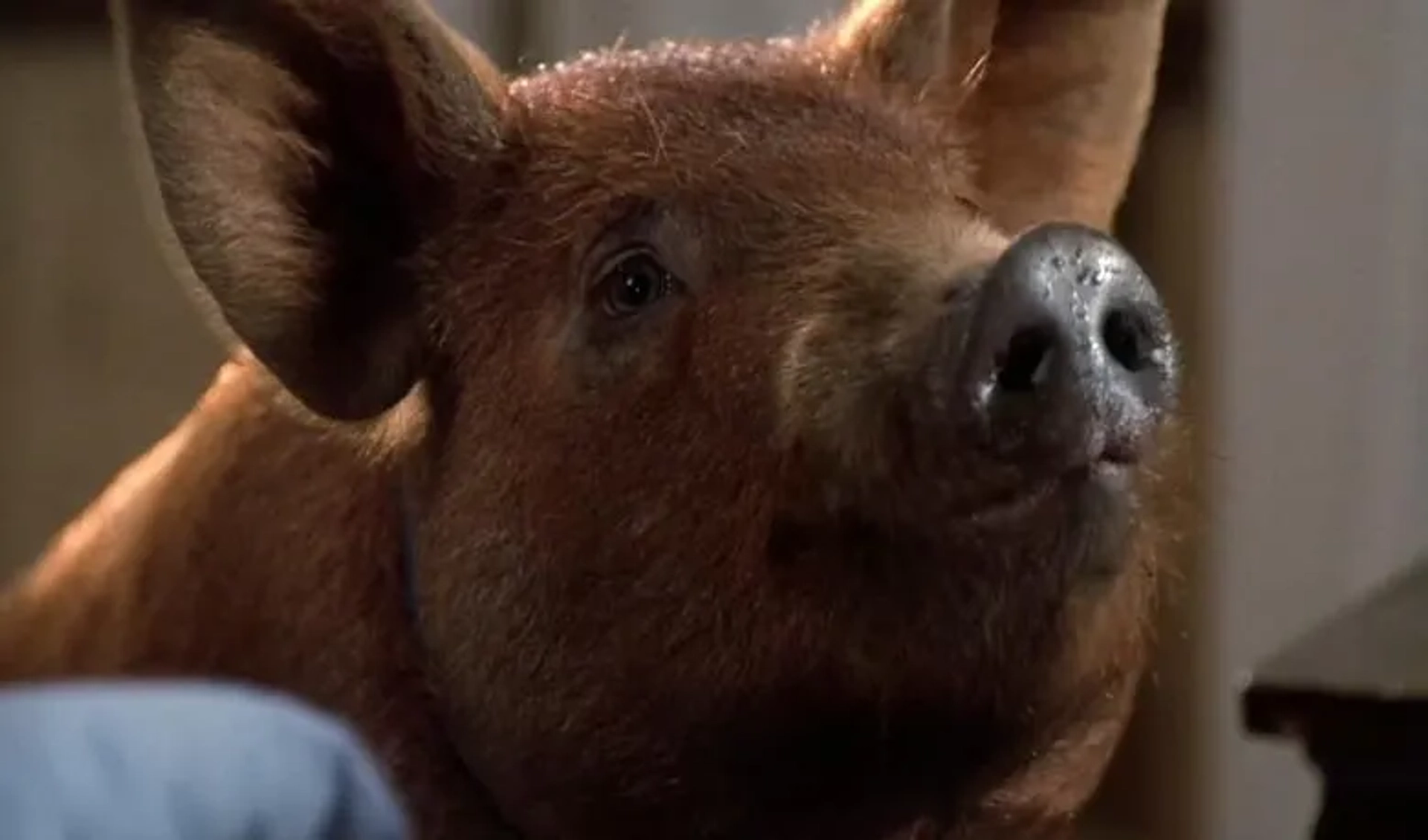 Misery the Pig in Misery (1990)