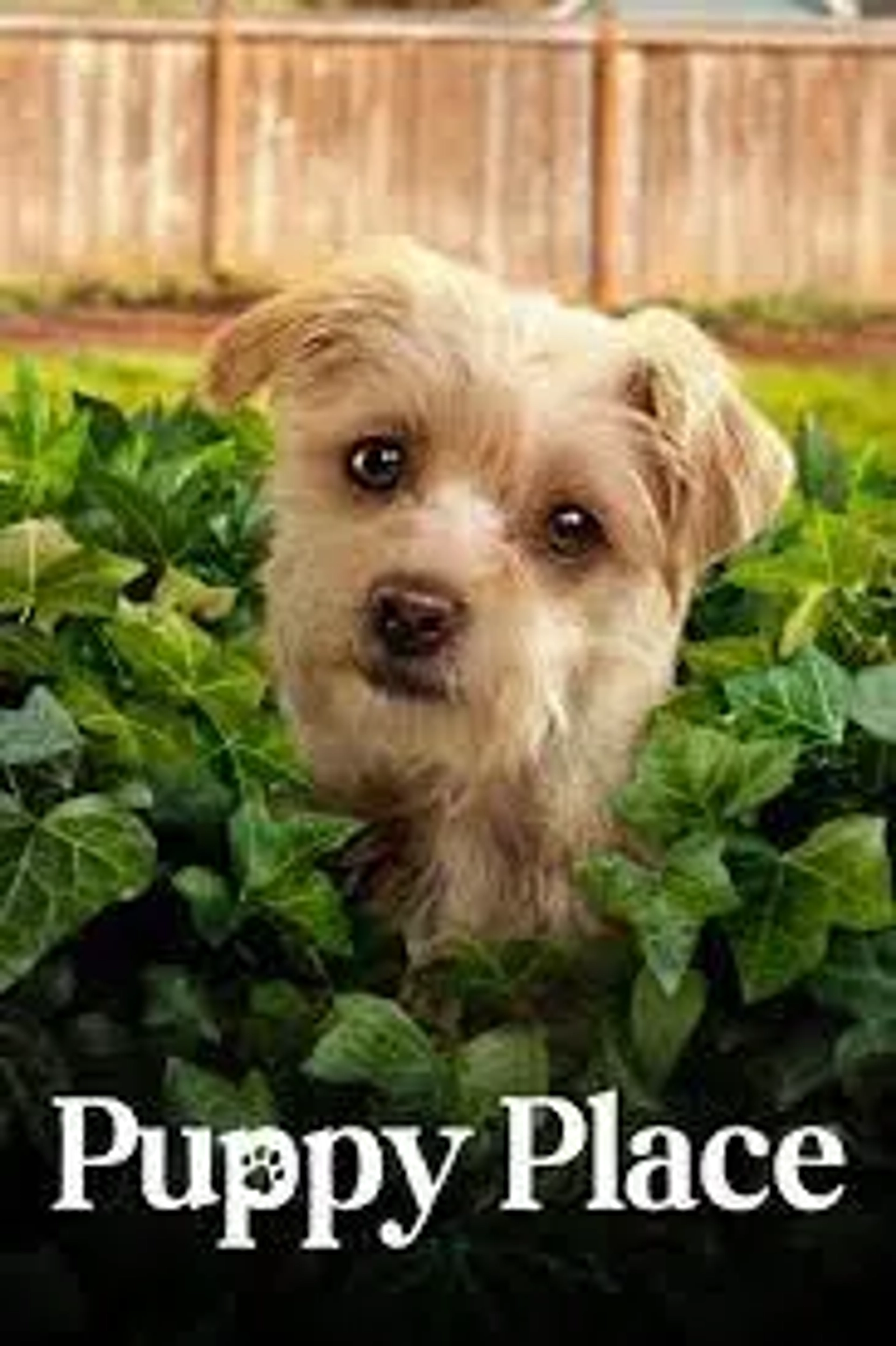 خانه ای برای سگ ها