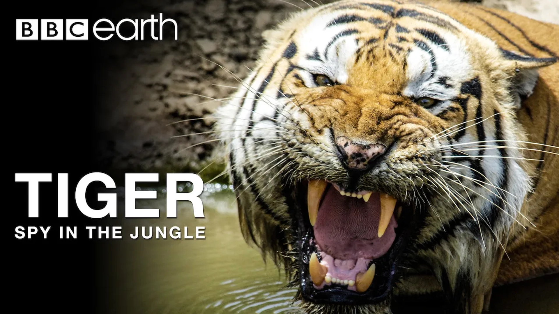 مستند ببر: جاسوس در جنگل (Tiger: Spy in the Jungle 2008)