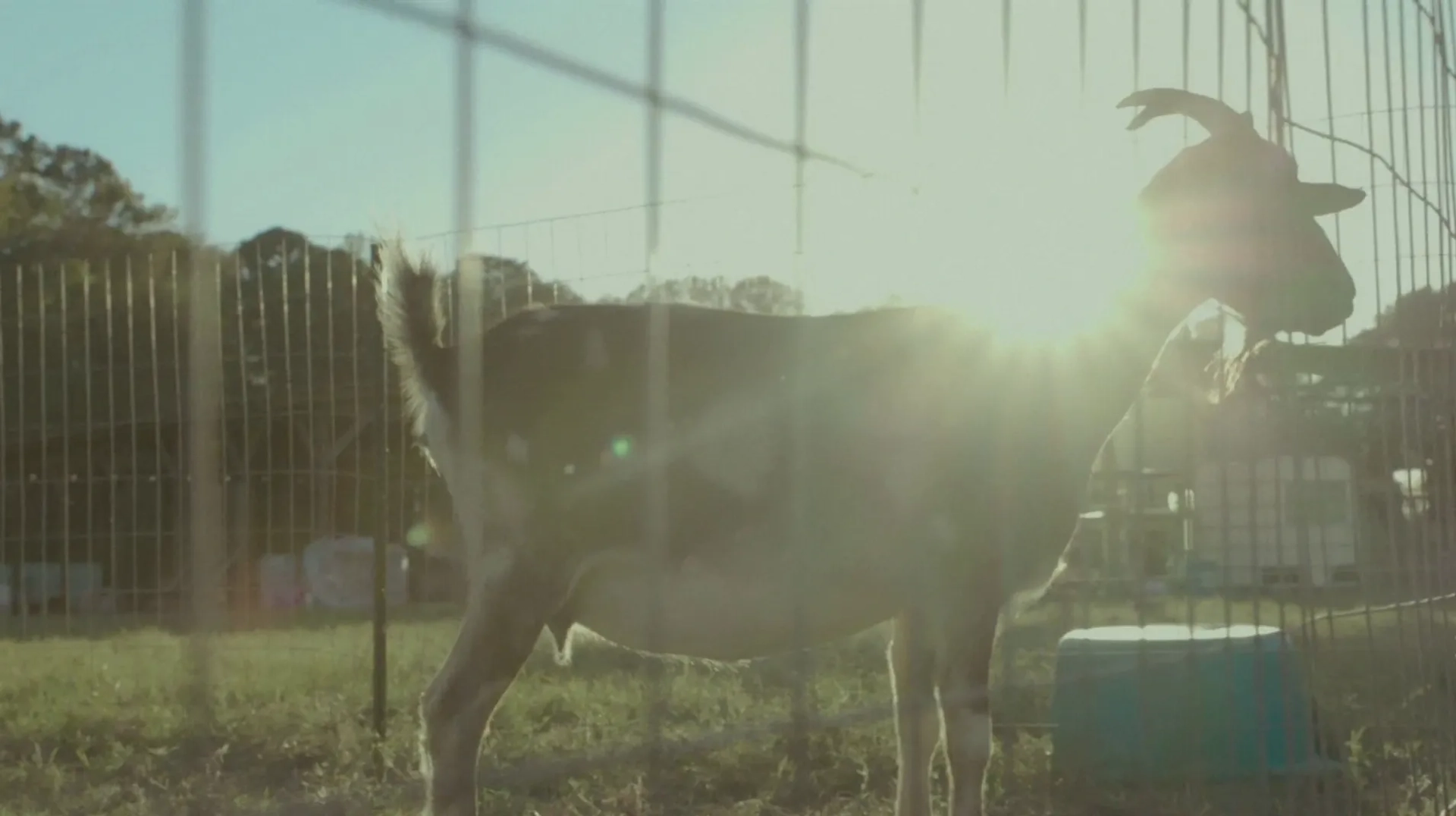 فیلم هفت‌آیین (The Sacrament 2013)
