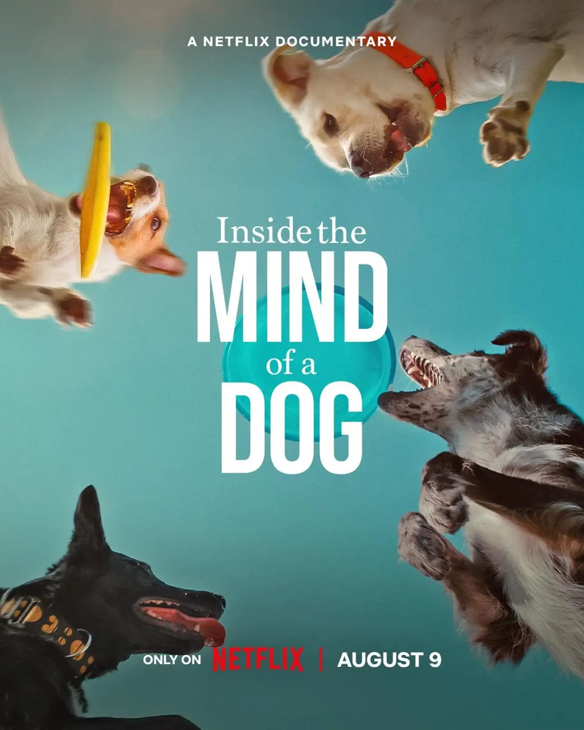 مستند درون ذهن یک سگ (Inside the Mind of a Dog 2024)