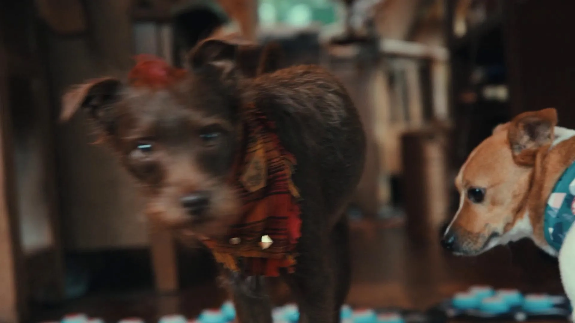 Bastian the Talking Terrier in Inside the Mind of a Dog (2024)