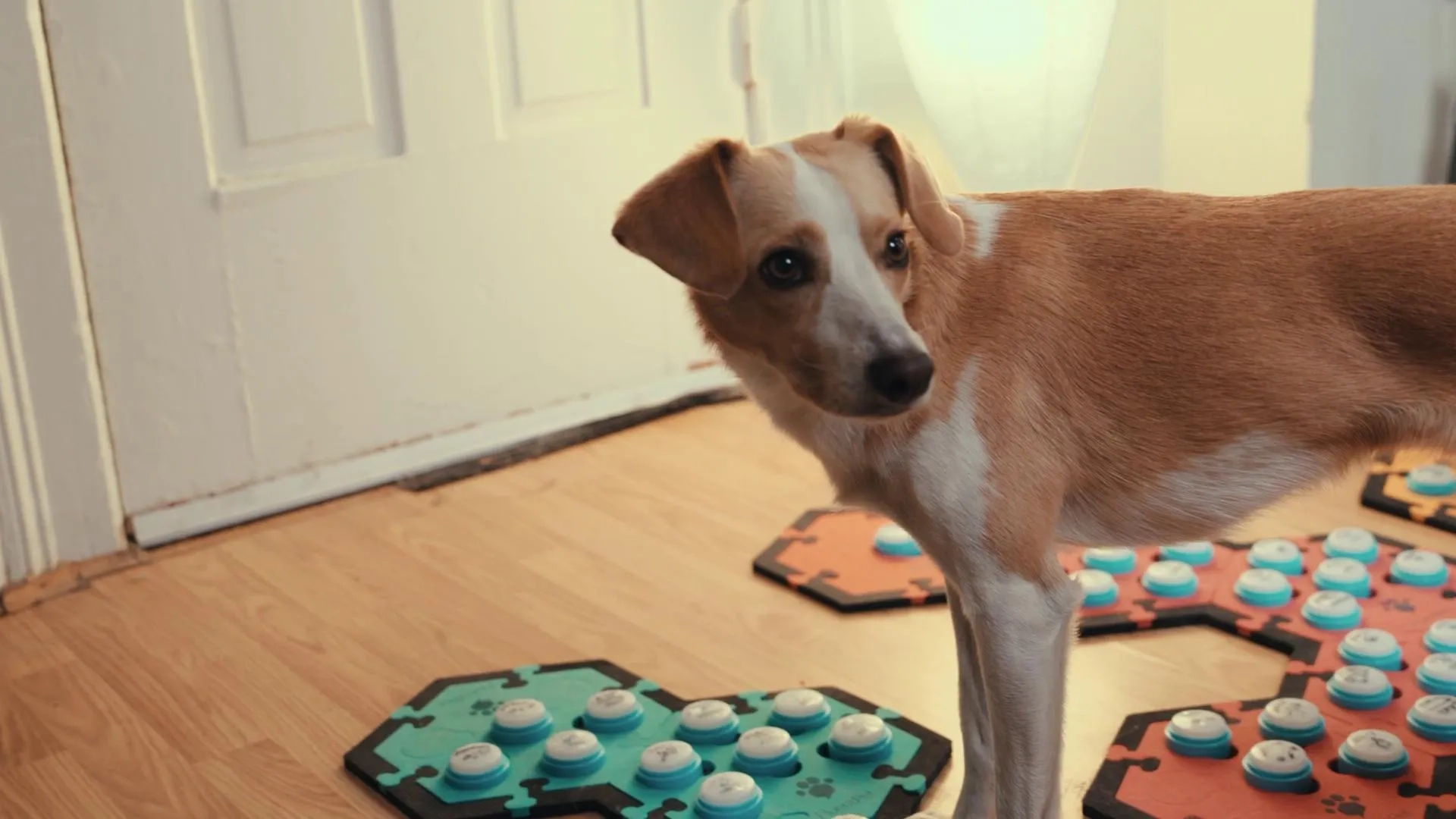 Puppy Parker Posey in Inside the Mind of a Dog (2024)