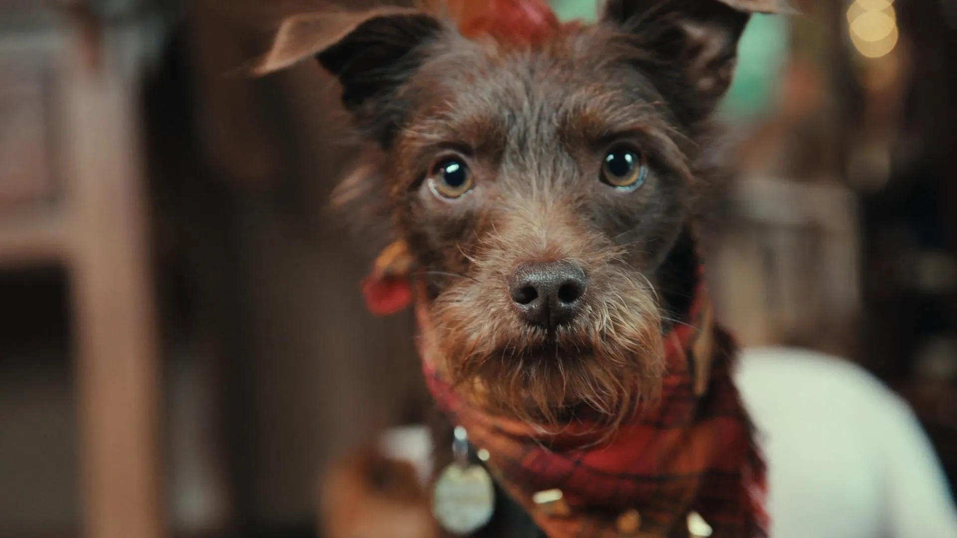 Puppy Parker Posey in Inside the Mind of a Dog (2024)