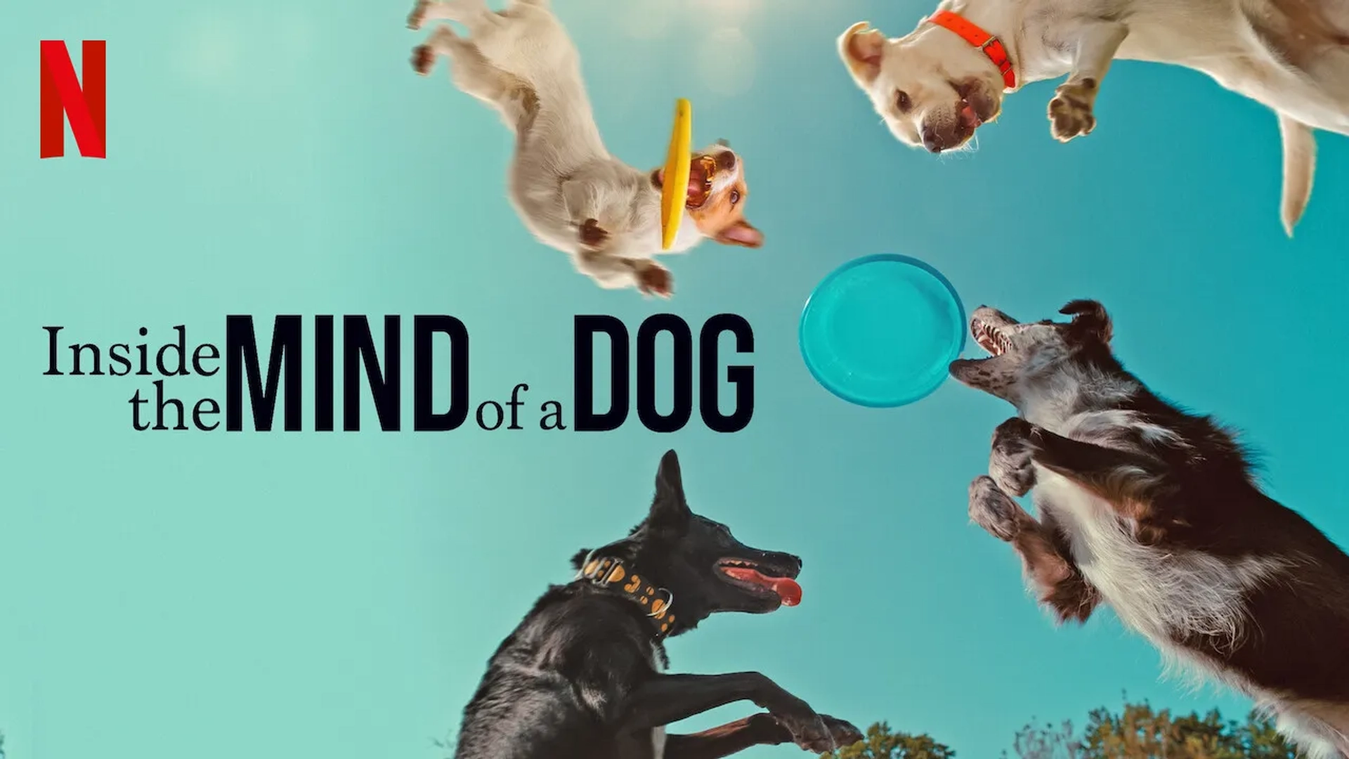 Inside the Mind of a Dog (2024)