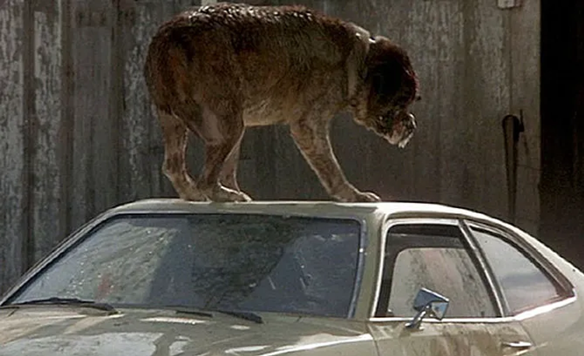 Cujo (1983)