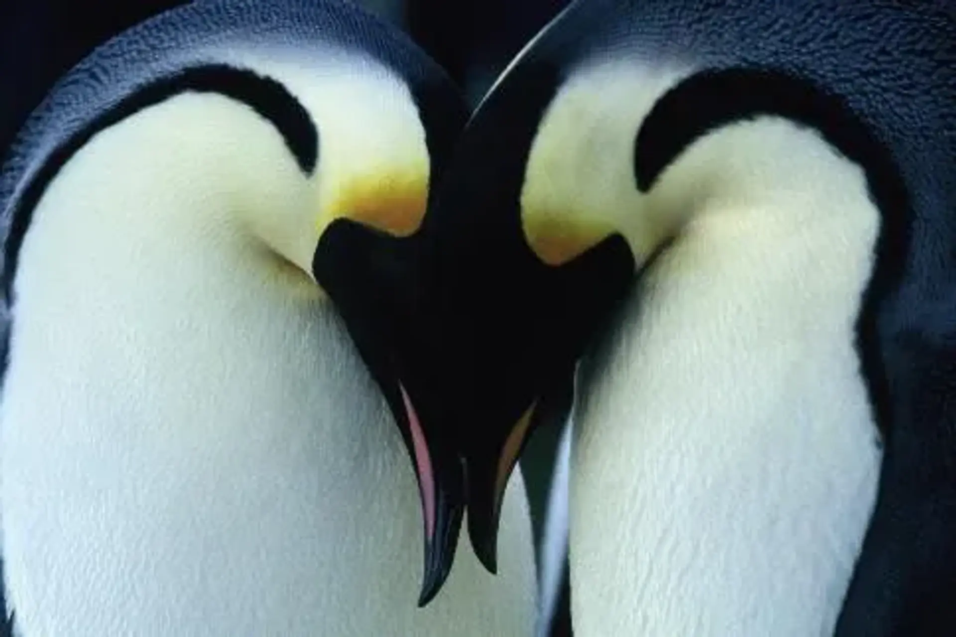 مستند رژه پنگوئن‌ ها (March of the Penguins 2005)