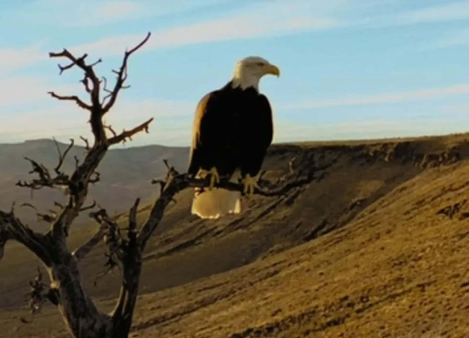 مستند مهاجرت پرندگان (Winged Migration 2001)