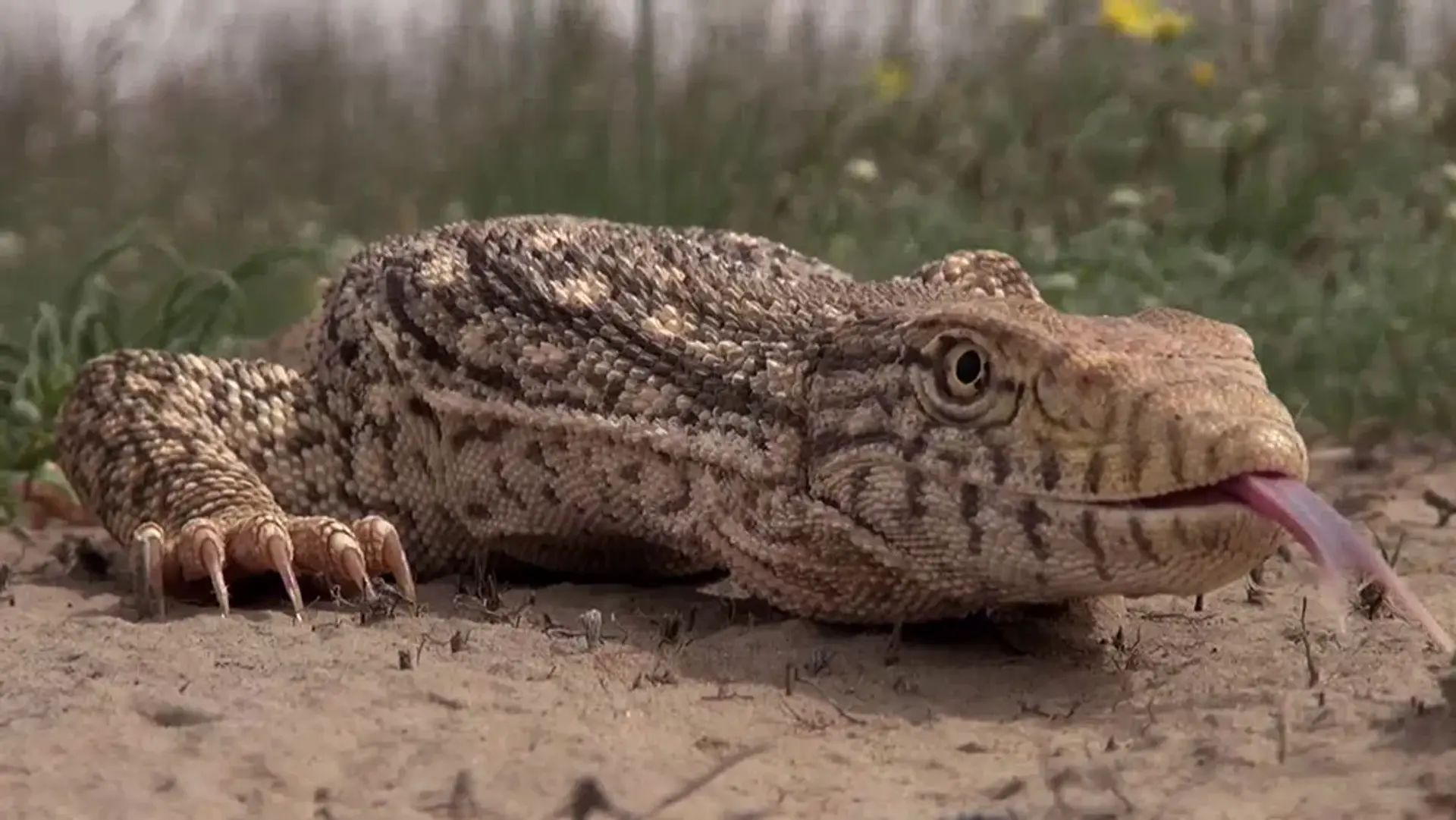 مستند آلامتو، سرزمین عجایب خزندگان (Alamto, a Reptile Wonderland 2014)