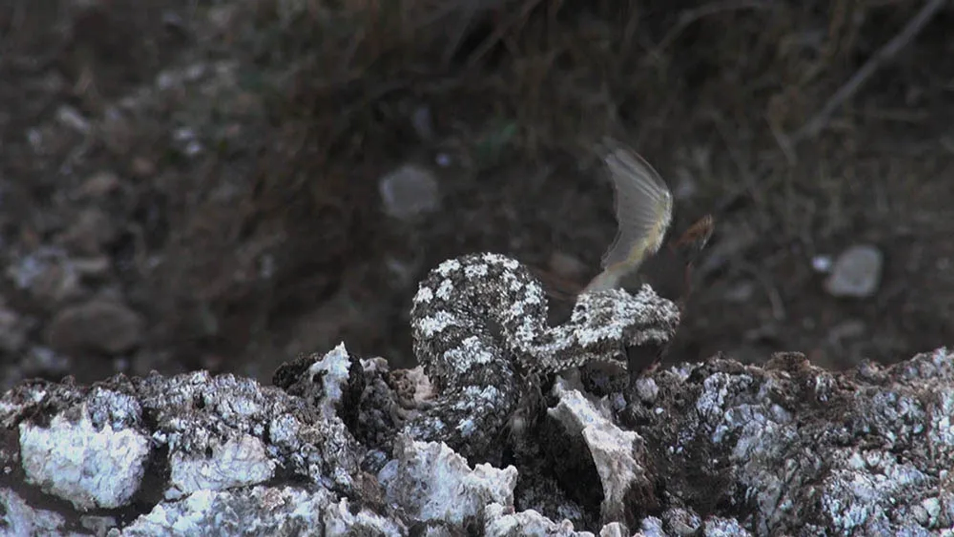Alamto, a Reptile Wonderland (2014)