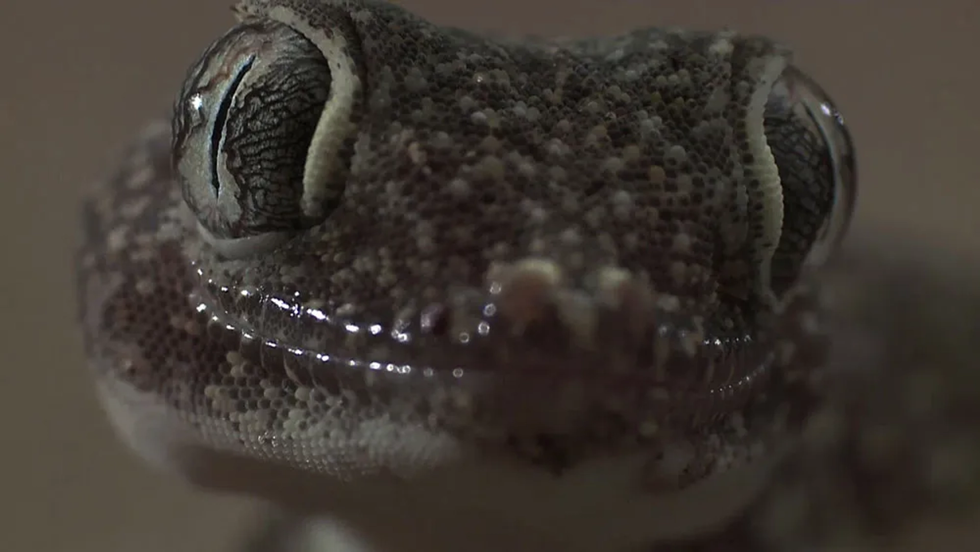 Alamto, a Reptile Wonderland (2014)