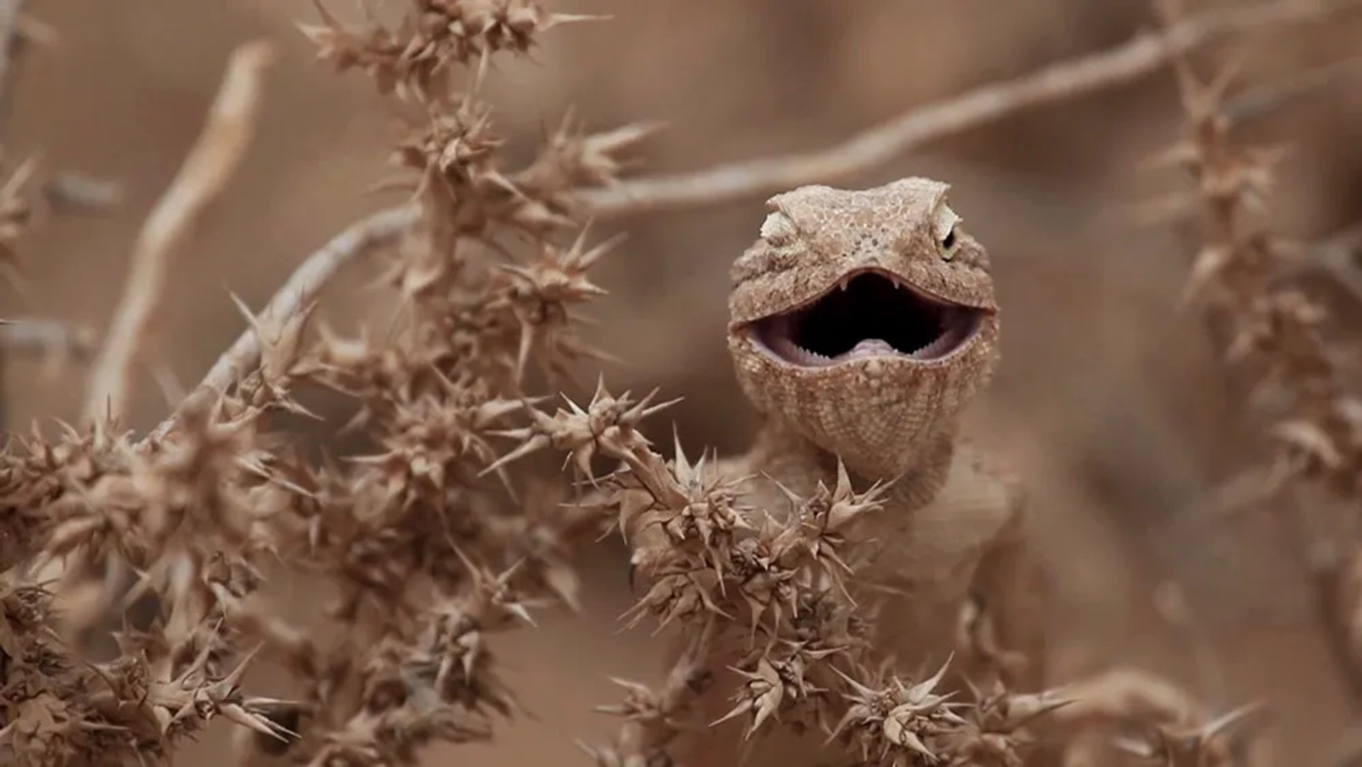 Alamto, a Reptile Wonderland (2014)