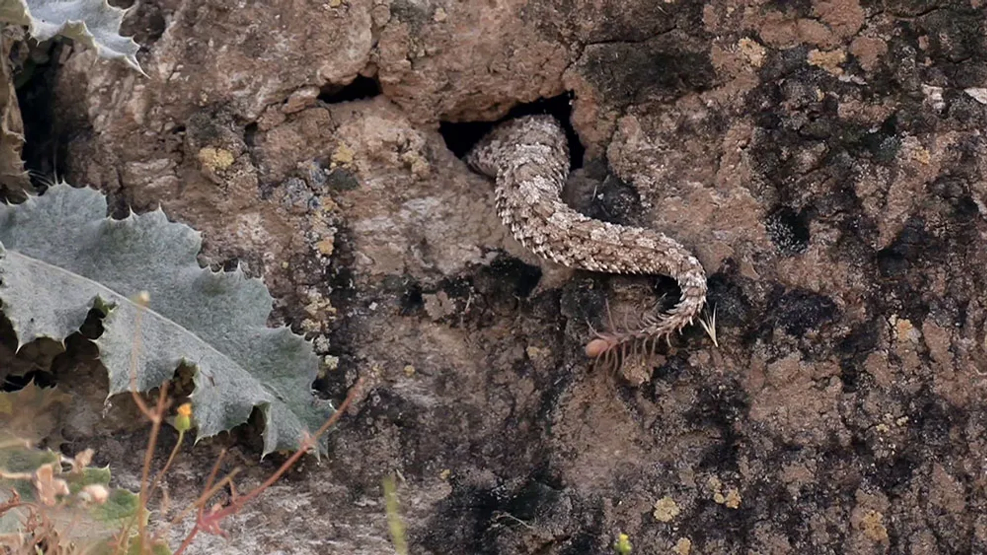 Alamto, a Reptile Wonderland (2014)