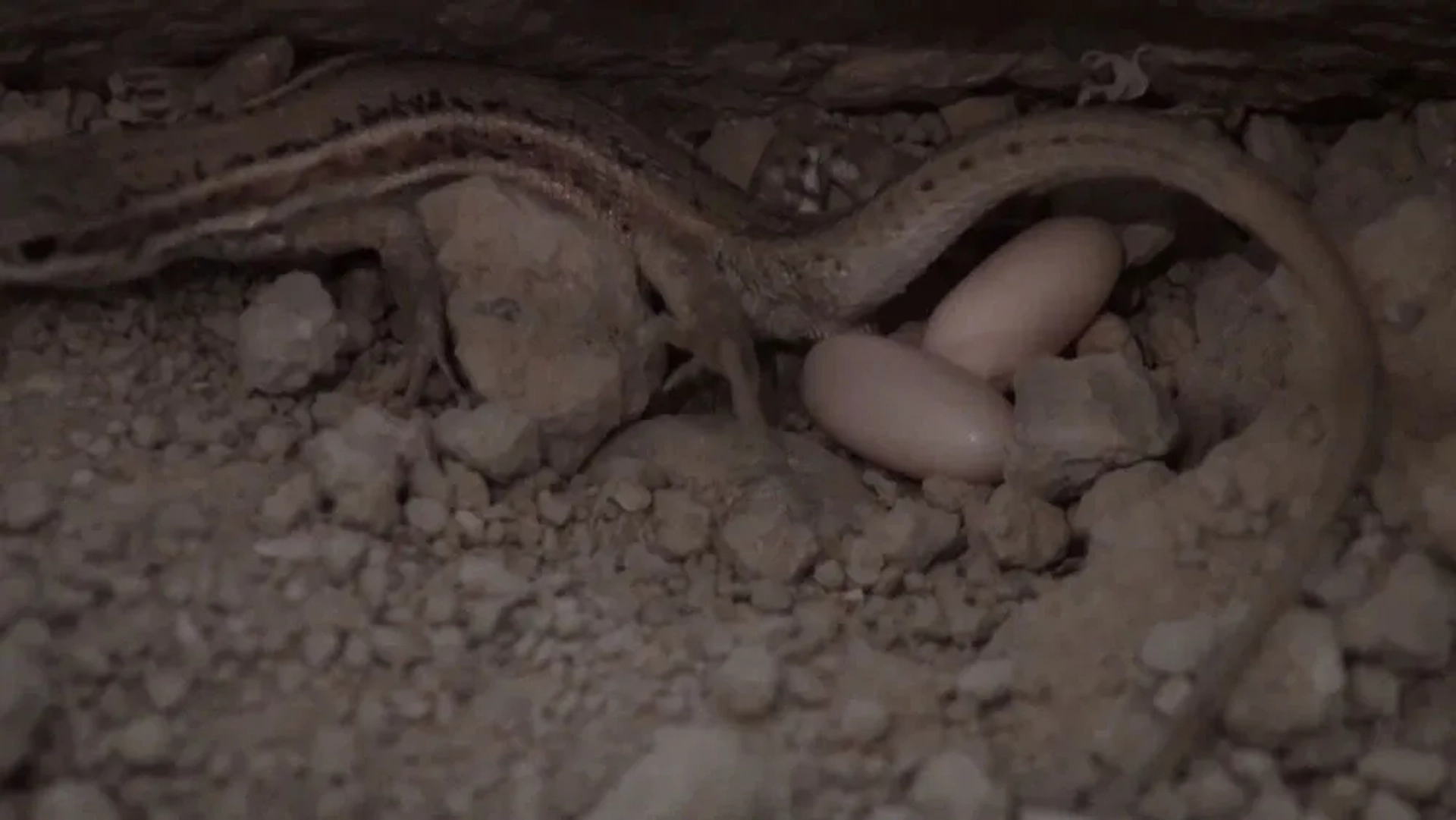 Alamto, a Reptile Wonderland (2014)